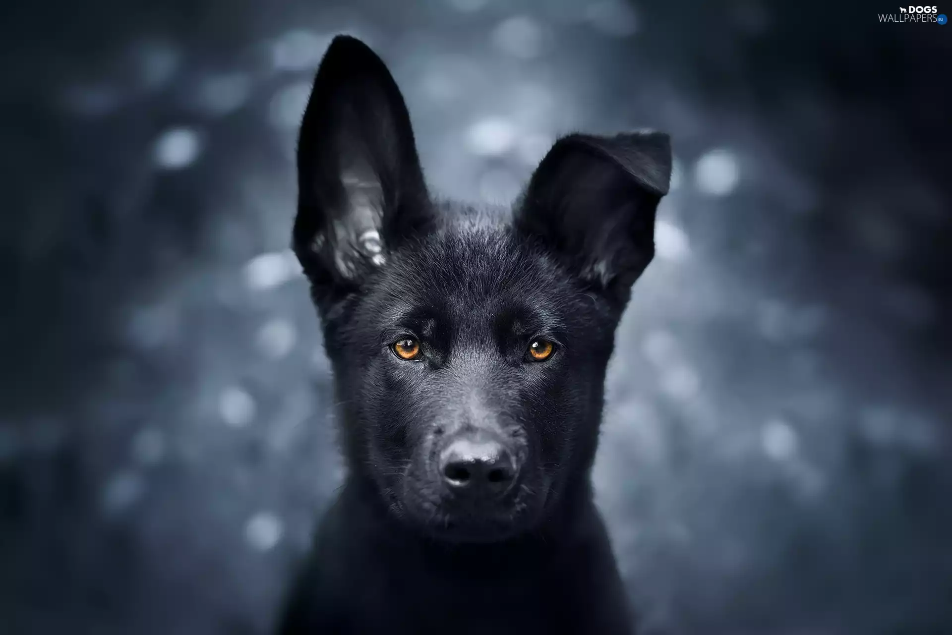 dog, Black German Shepherd Dog, The look, Puppy