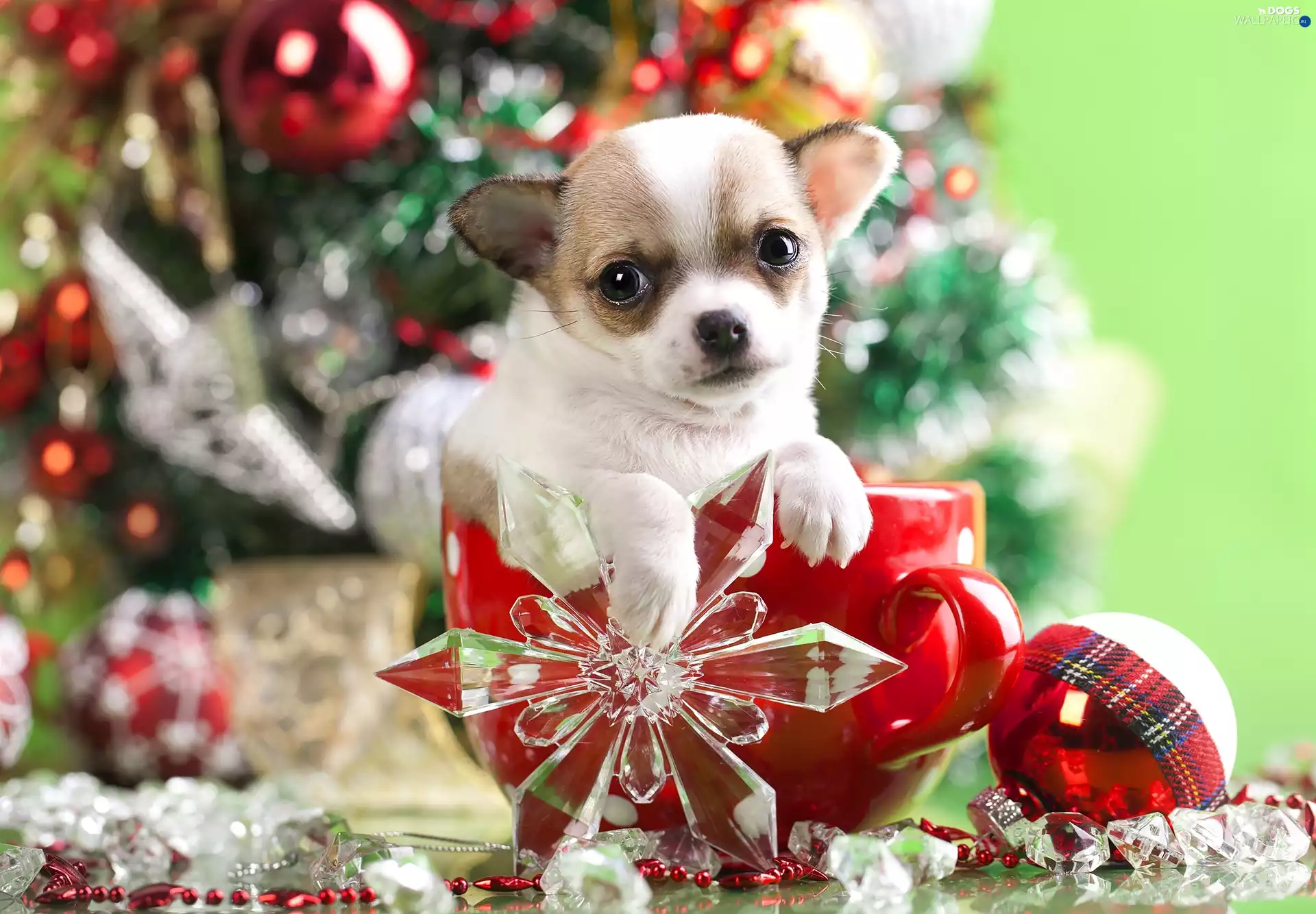 Puppy, gifts