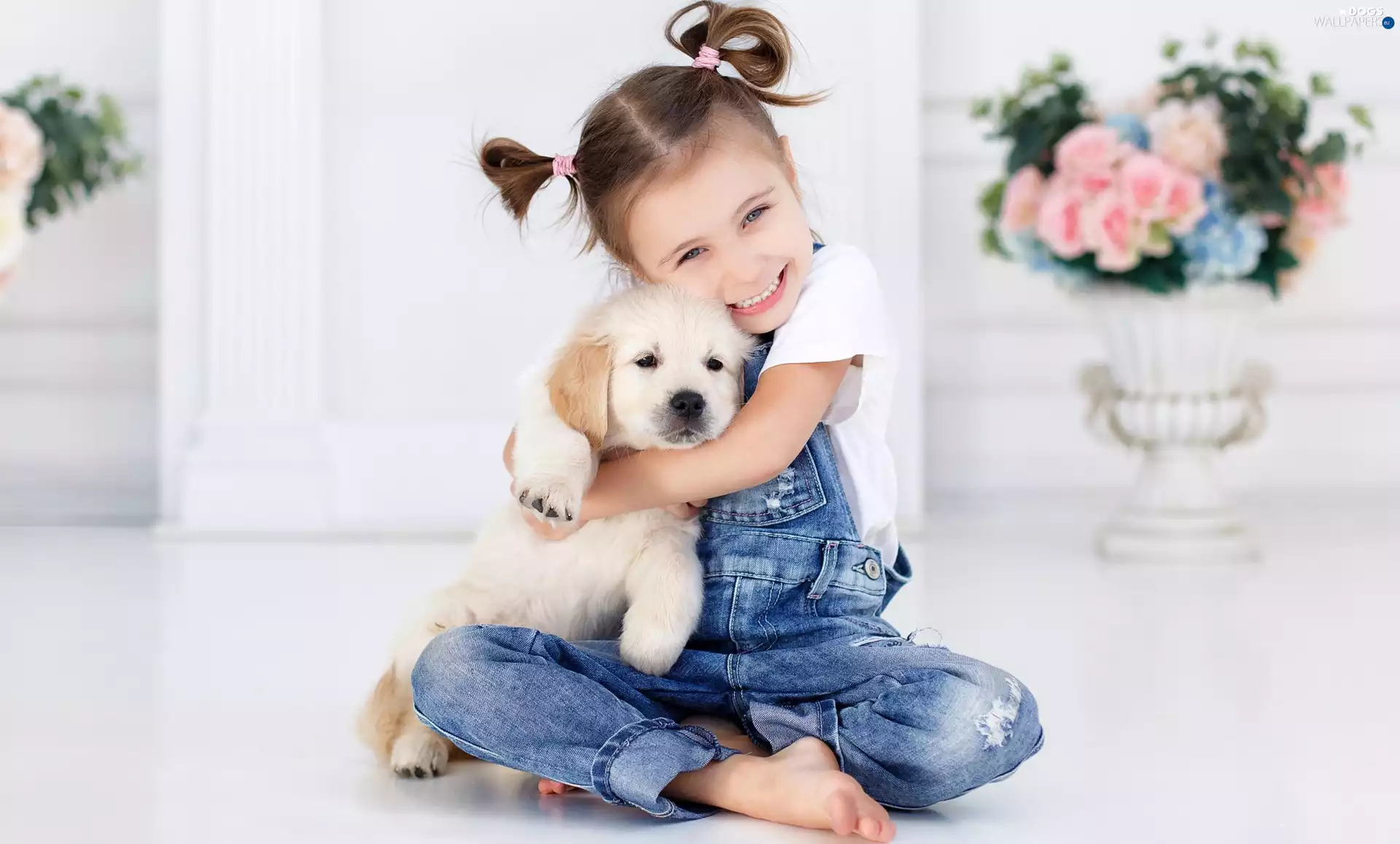 girl, Puppy, Golden Retriever, dog