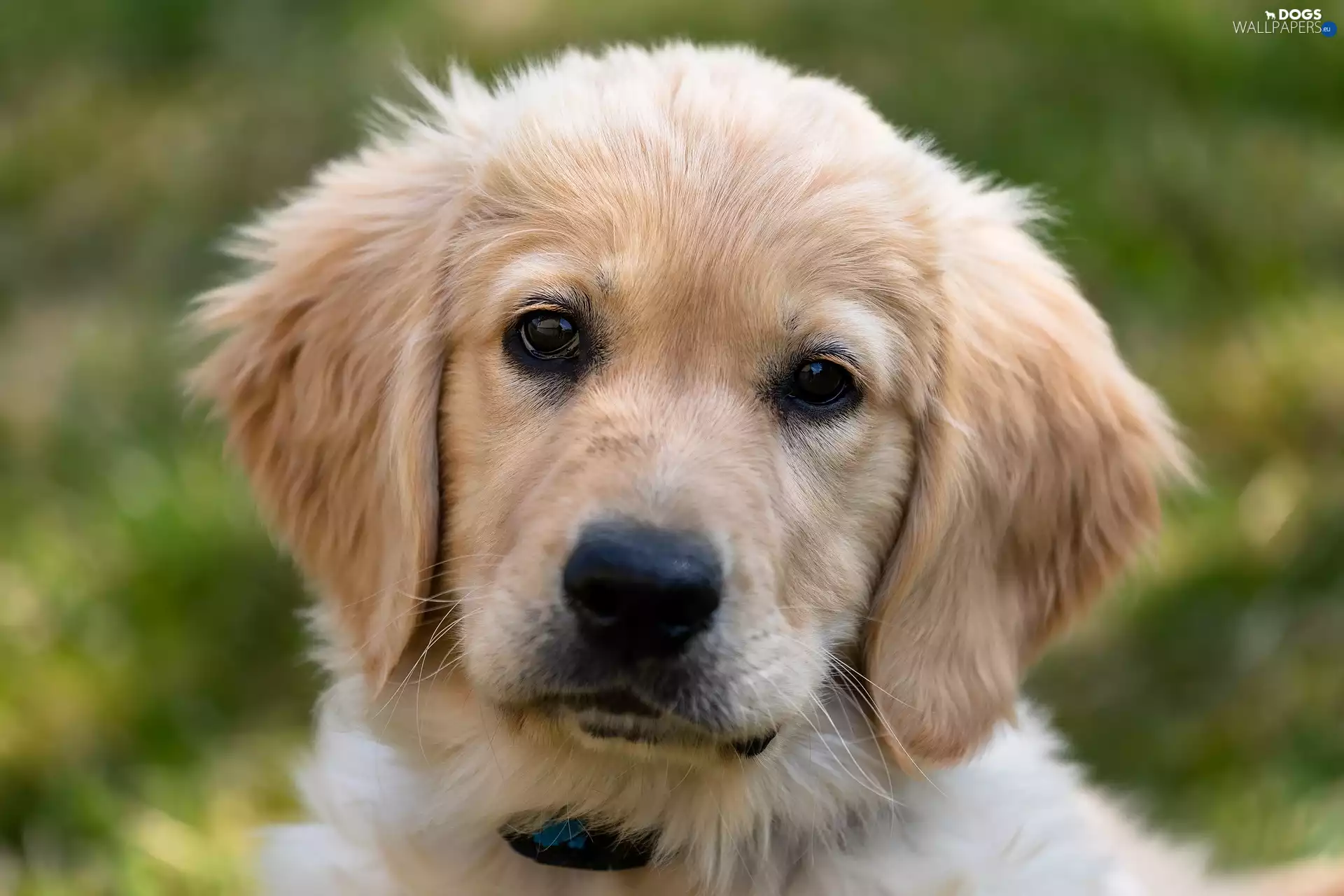 Golden Retriever, dog, Puppy