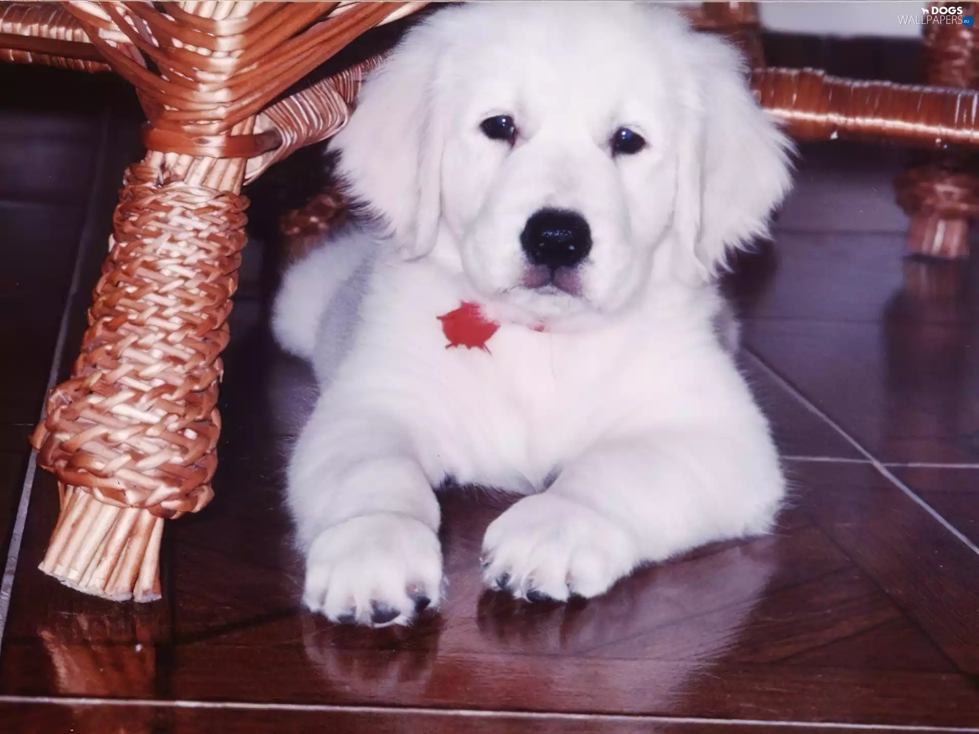 Golden Retriever, doggy, Puppy