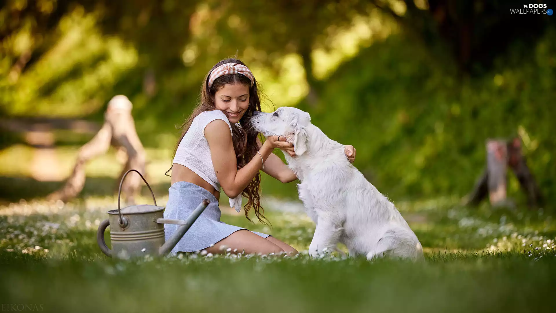 Golden Retriever, girl, Puppy