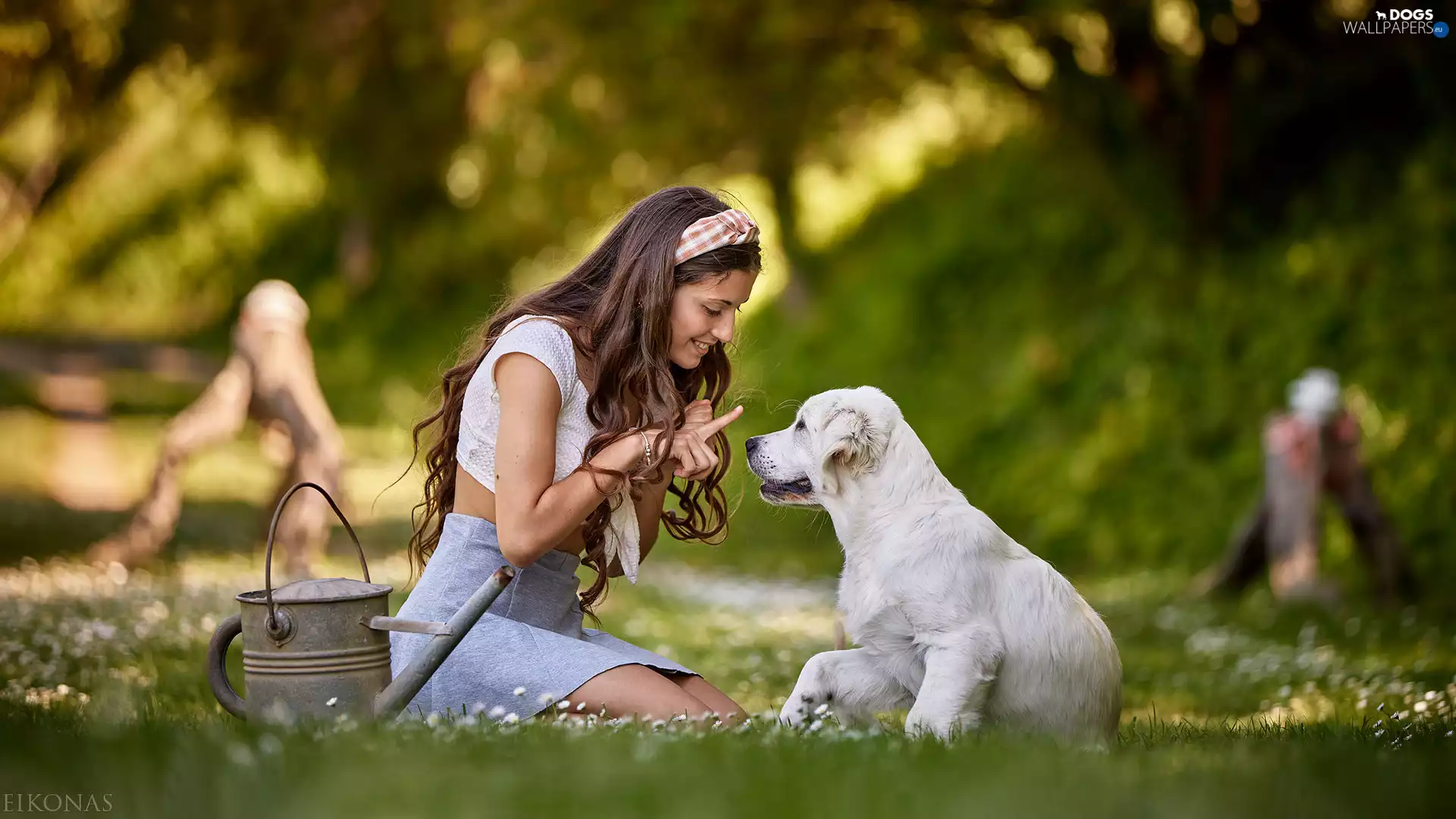 girl, Puppy, Golden Retriever, Meadow