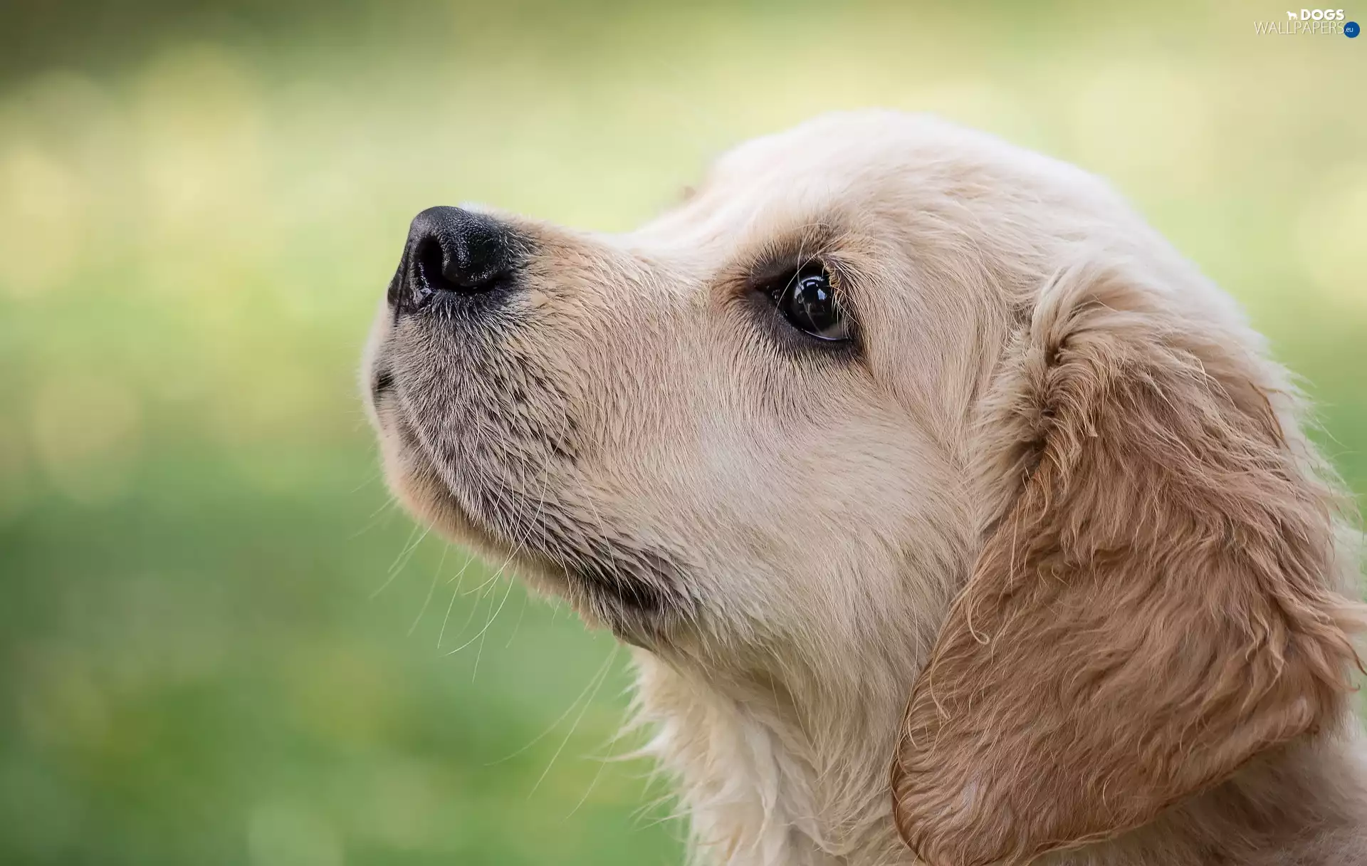 dog, Puppy, Golden Retriever, muzzle