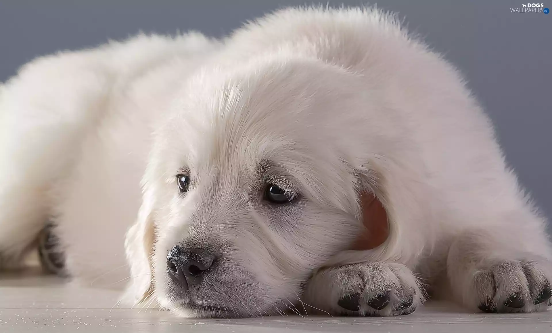 Golden Retriever, White, Puppy