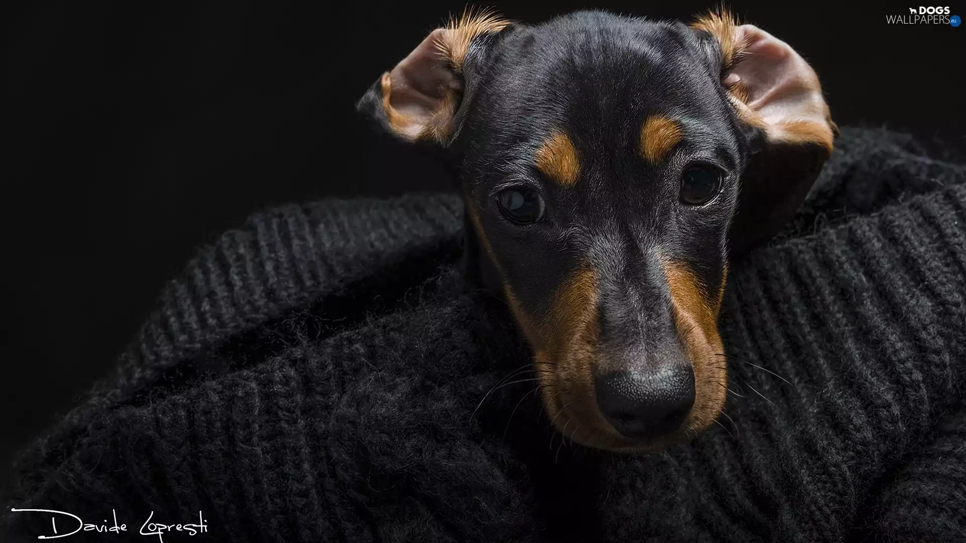 dog, Puppy, Golf, Dachshund Shorthair