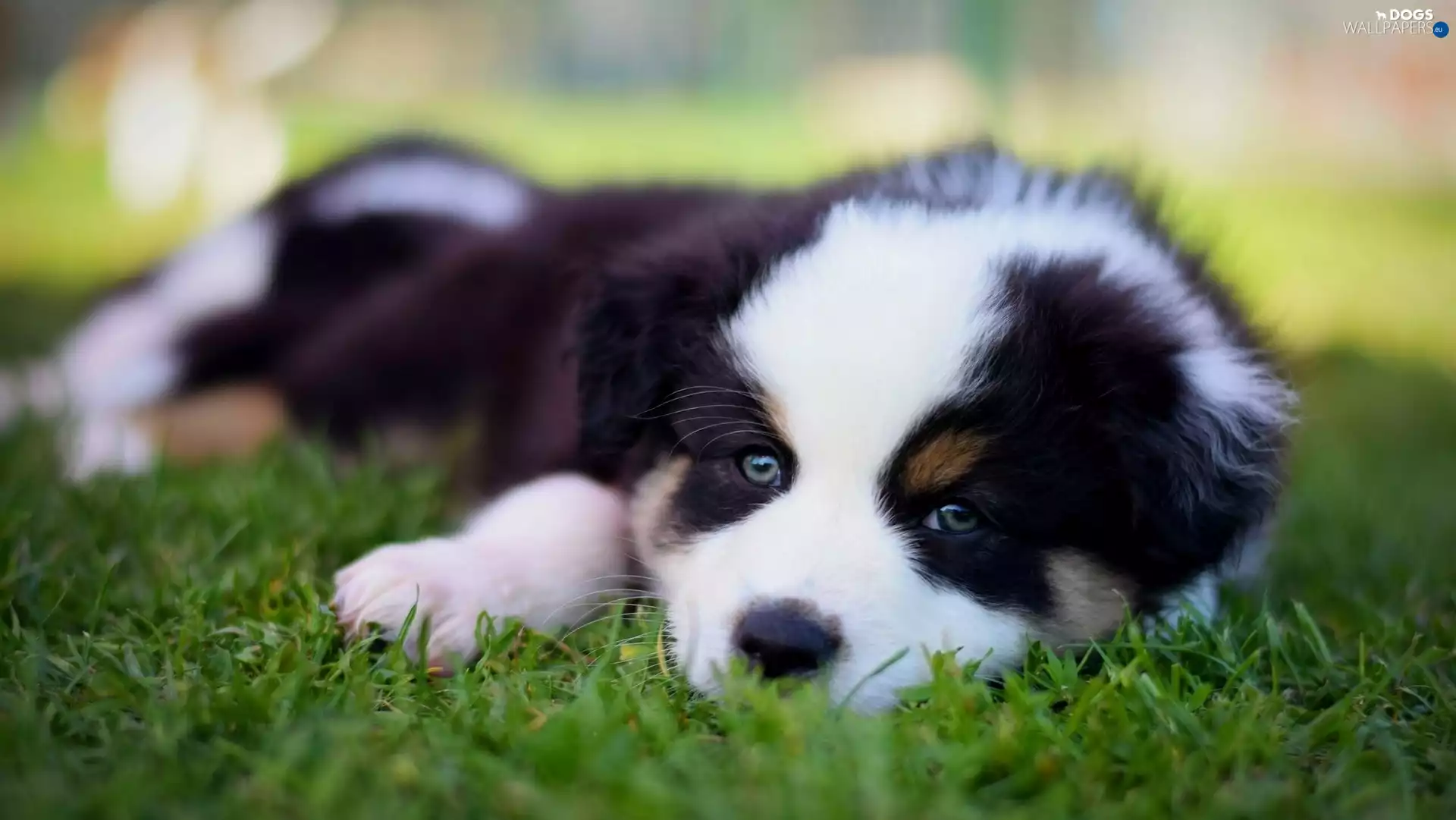 Puppy, grass