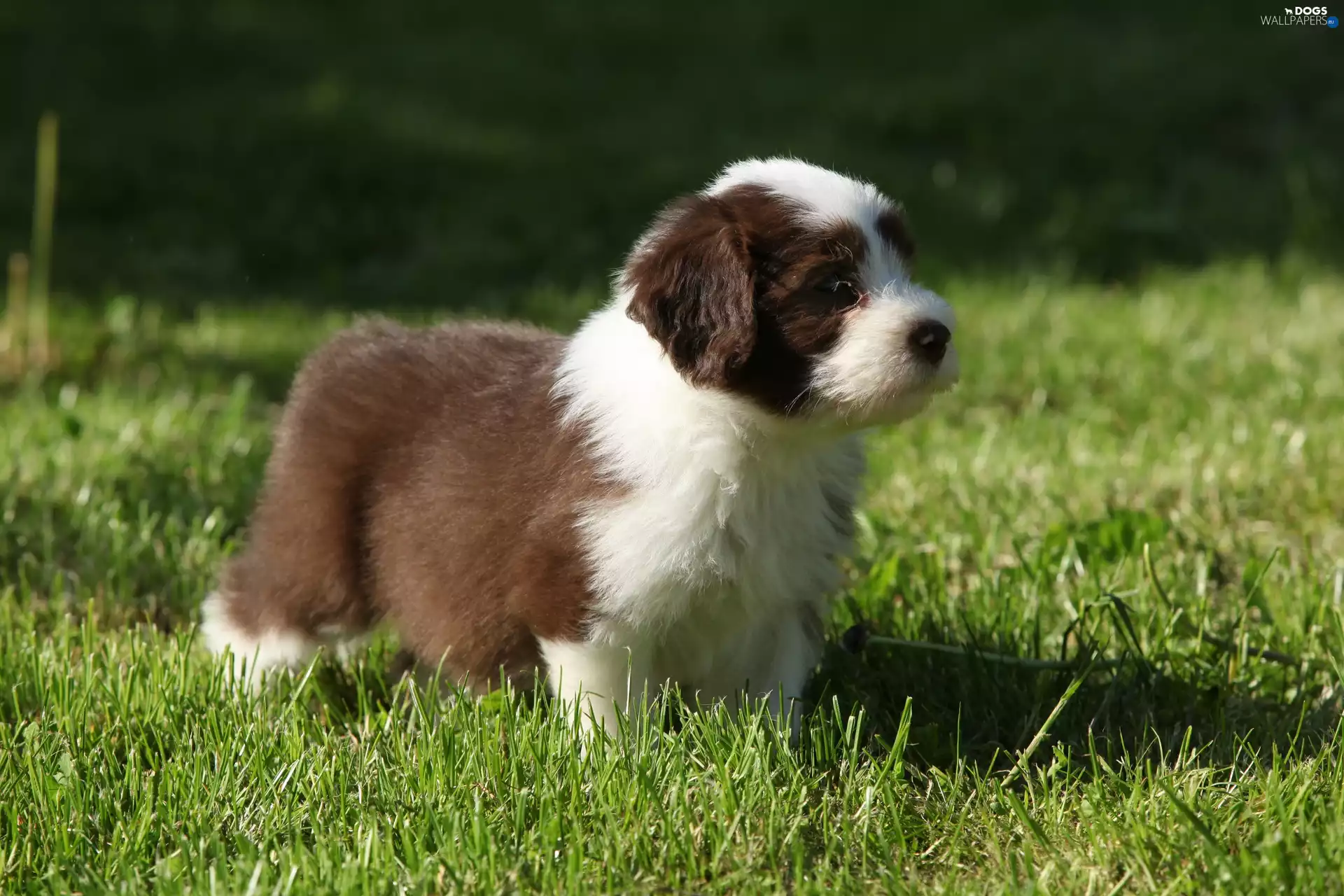 grass, Bearded collie, Puppy