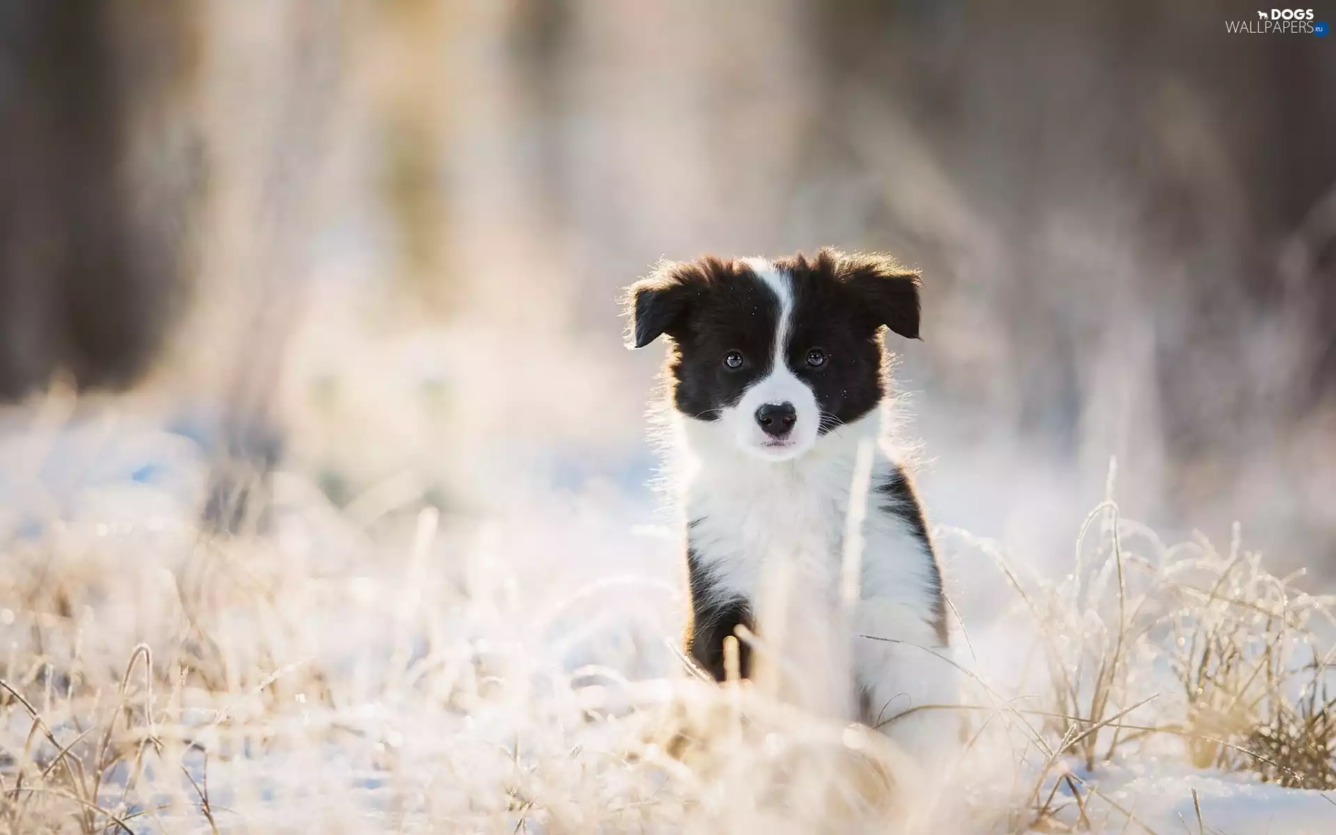 grass, Border Collie, Puppy
