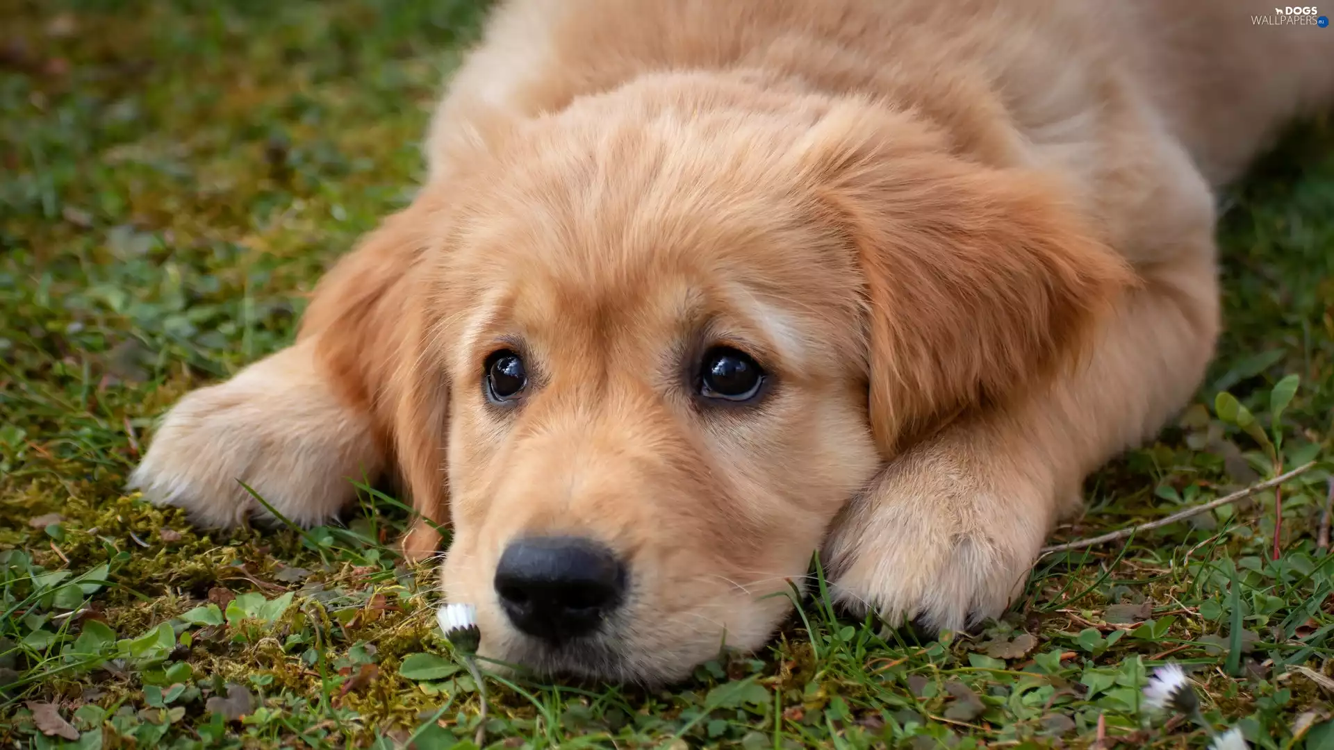 dog, Puppy, grass, Golden Retriever