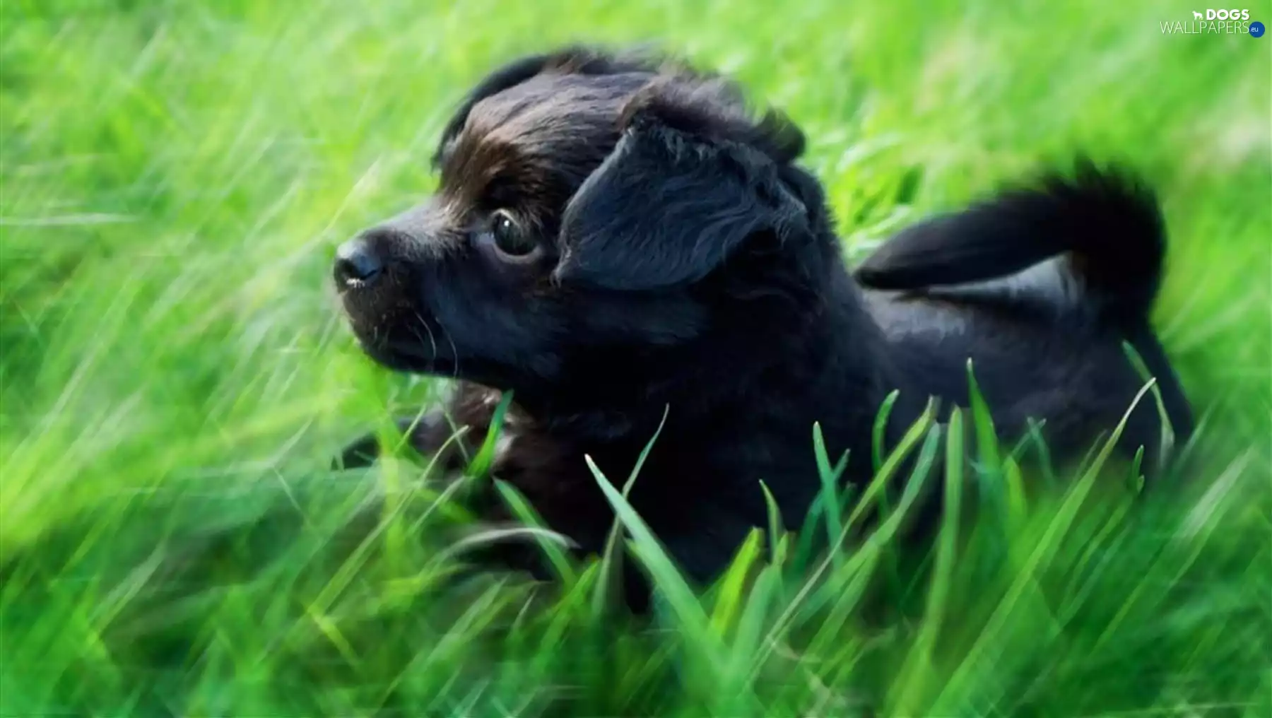 Puppy, grass
