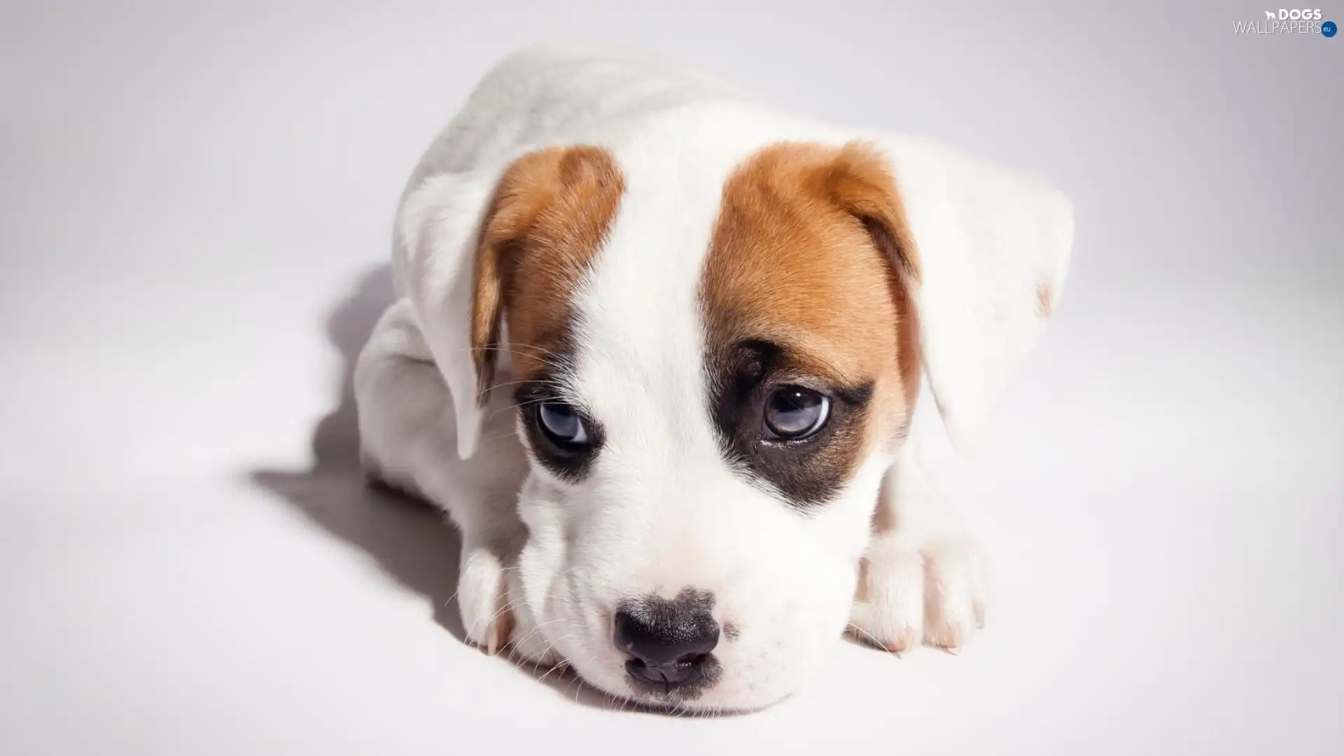 Puppy, honeyed