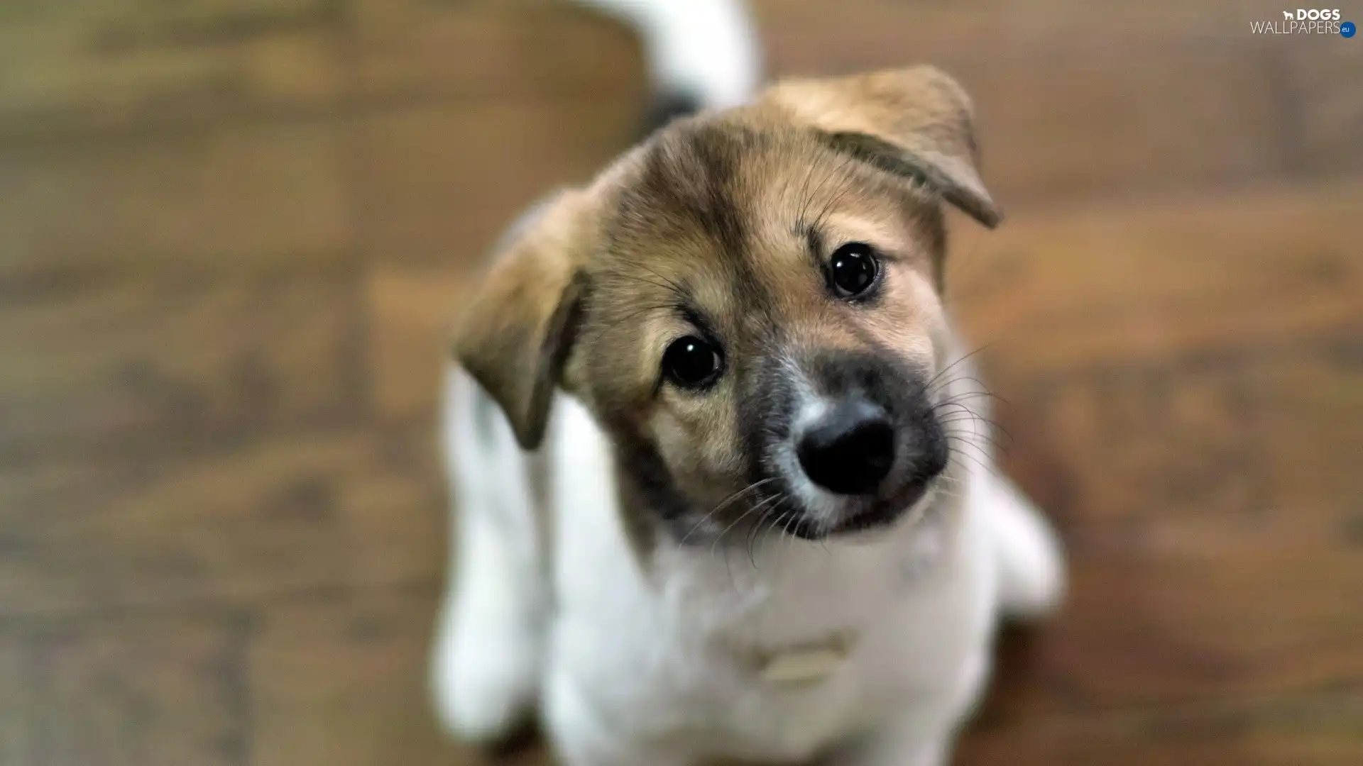 Puppy, honeyed