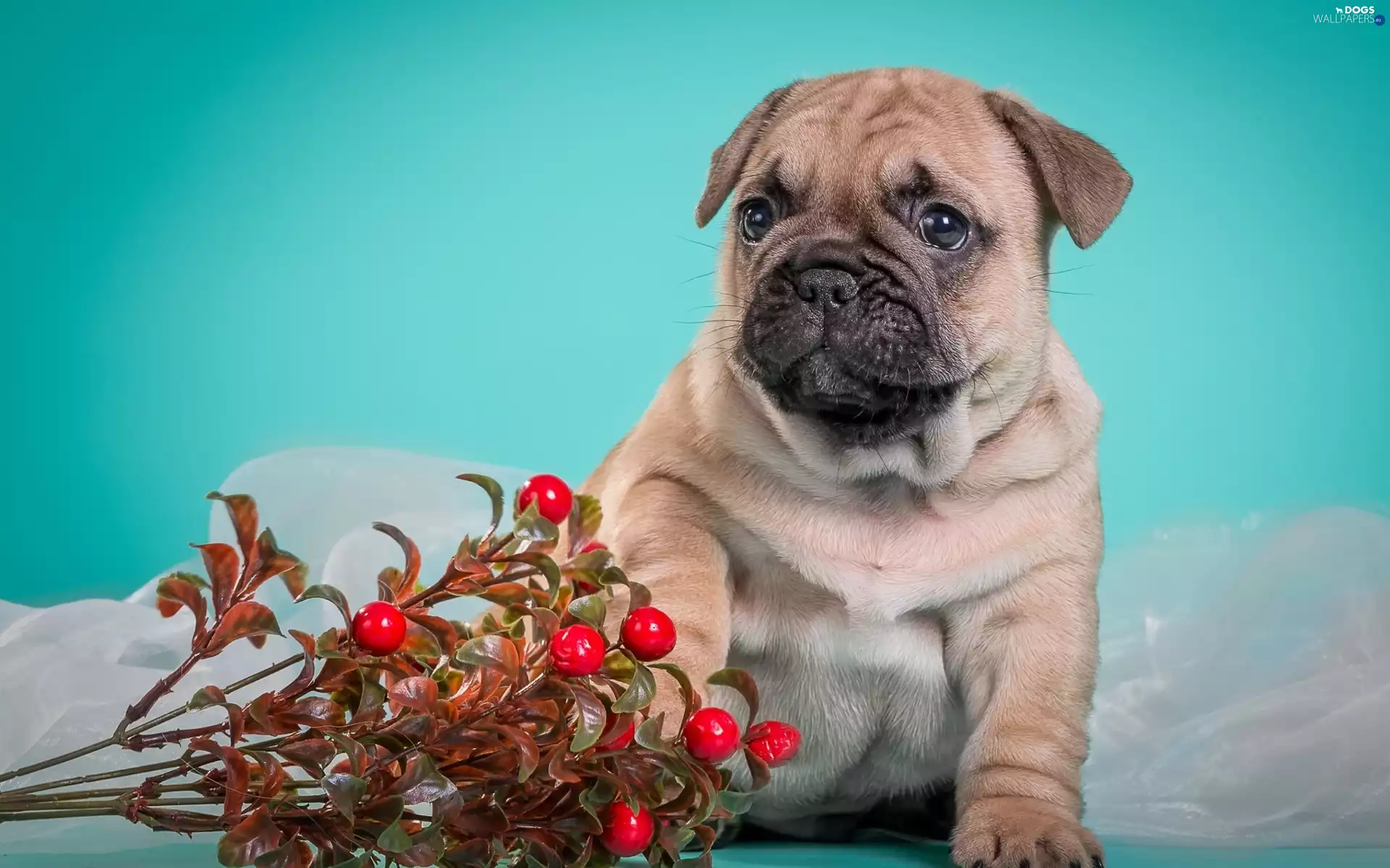 Puppy, pug, honeyed