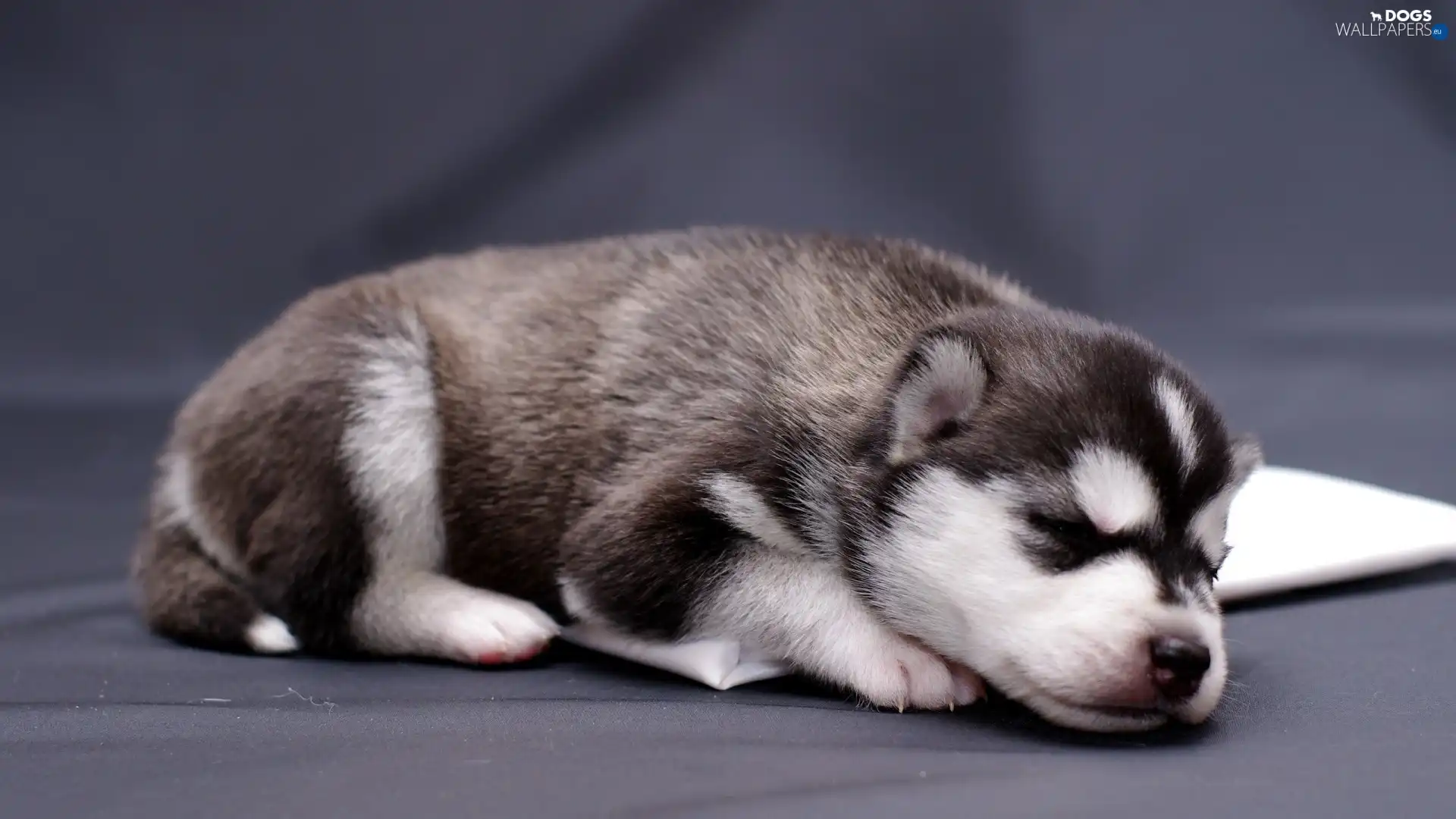 Puppy, Siberian Husky, sleepy