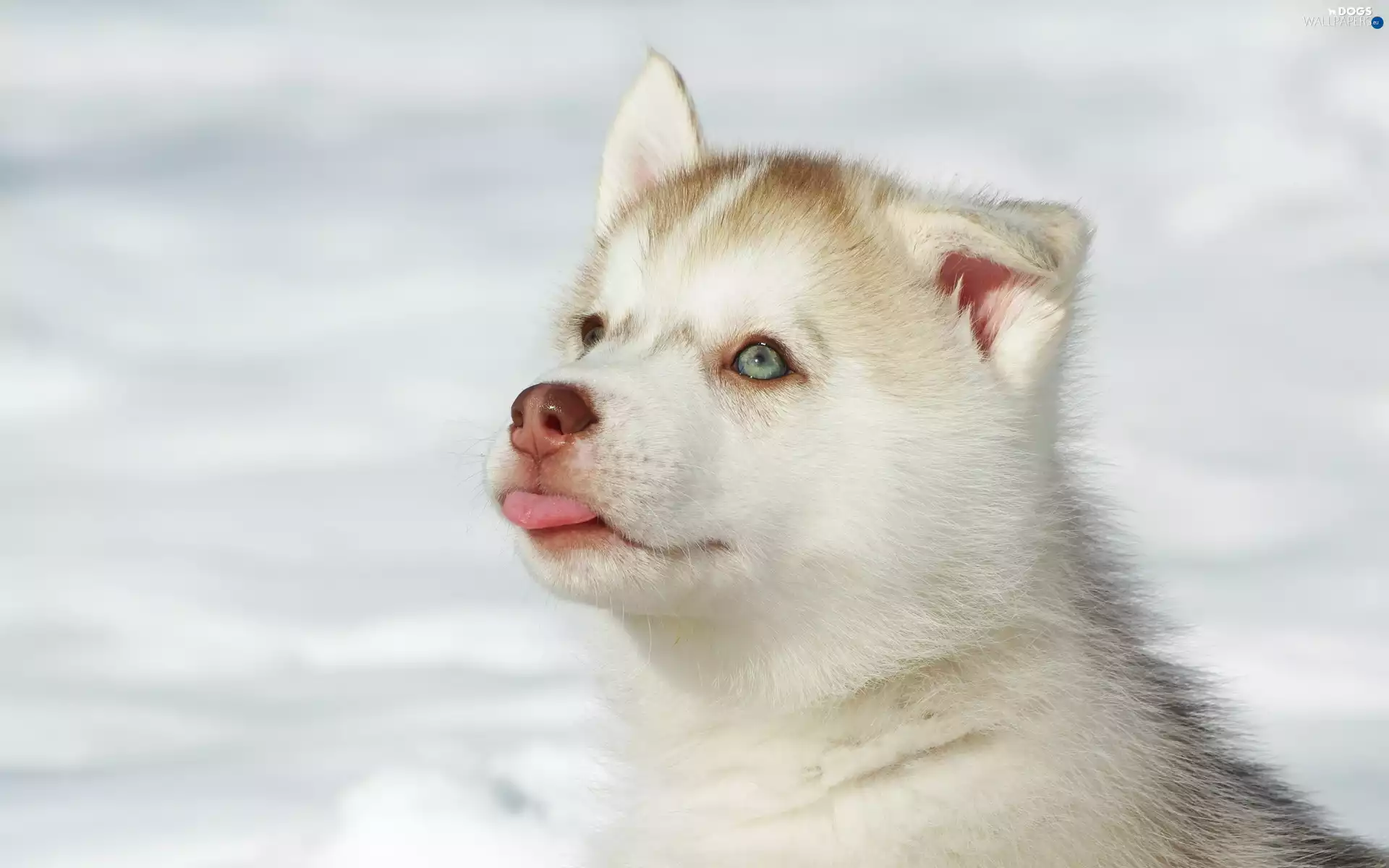 Husky, Tounge, snow, Puppy