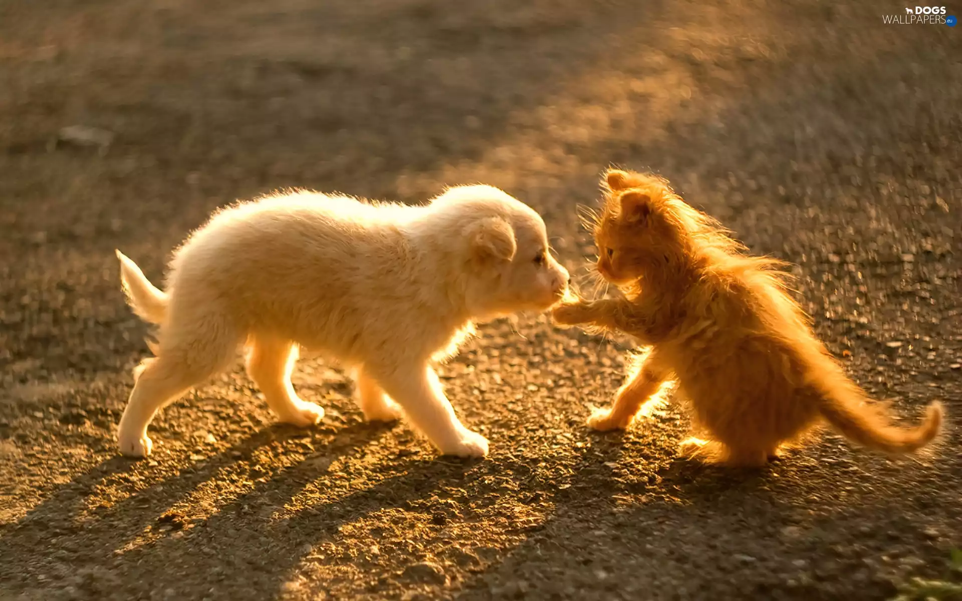 Puppy, ginger, kitten
