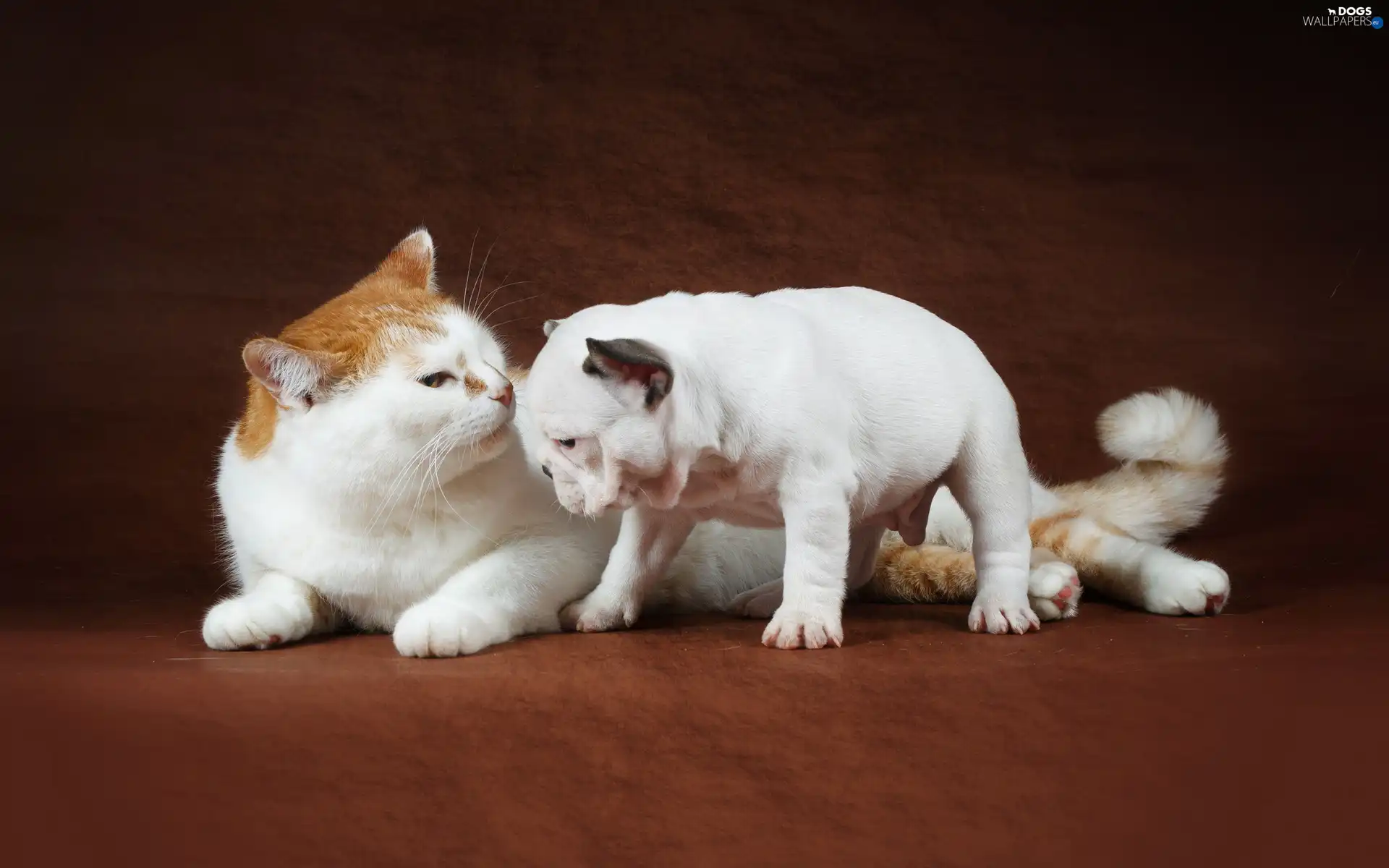 Puppy, French Bulldog, kitten