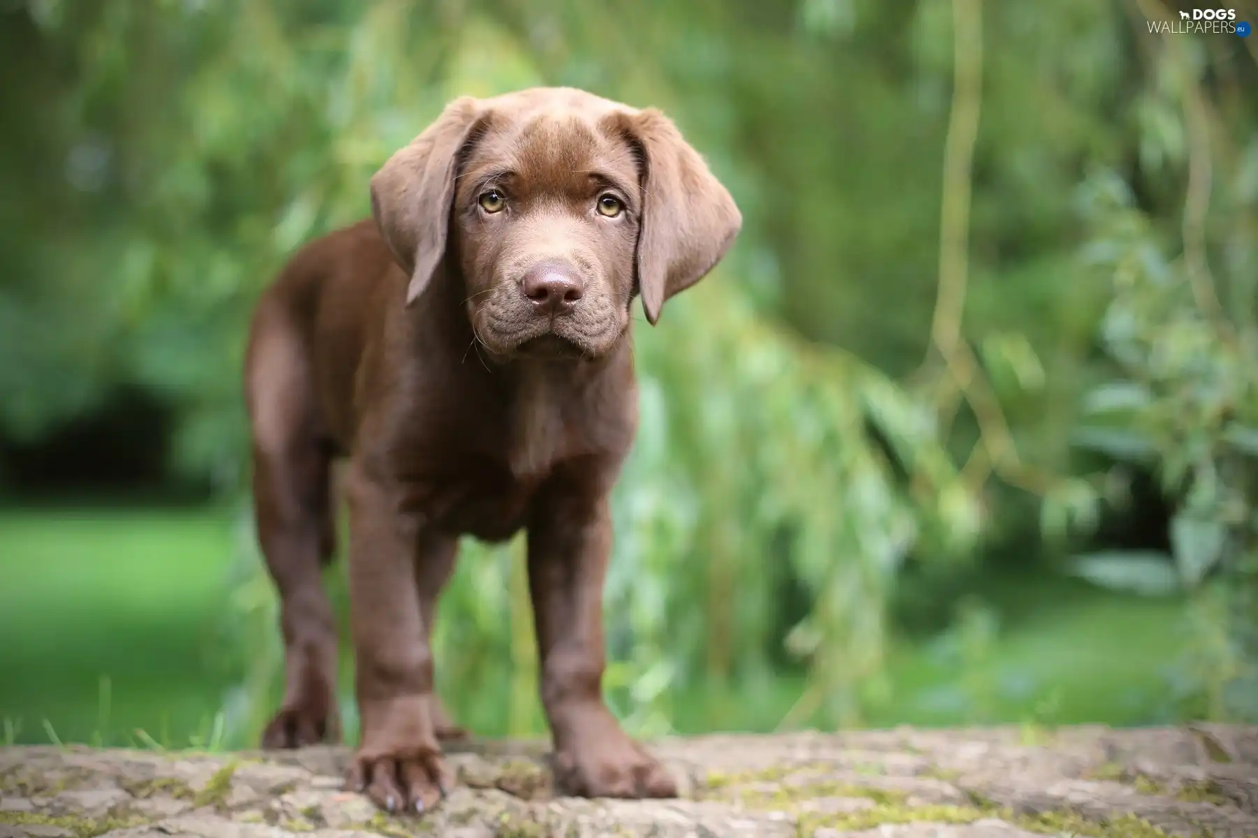 Labrador, Puppy, Brown Dogs wallpapers 1800x1200