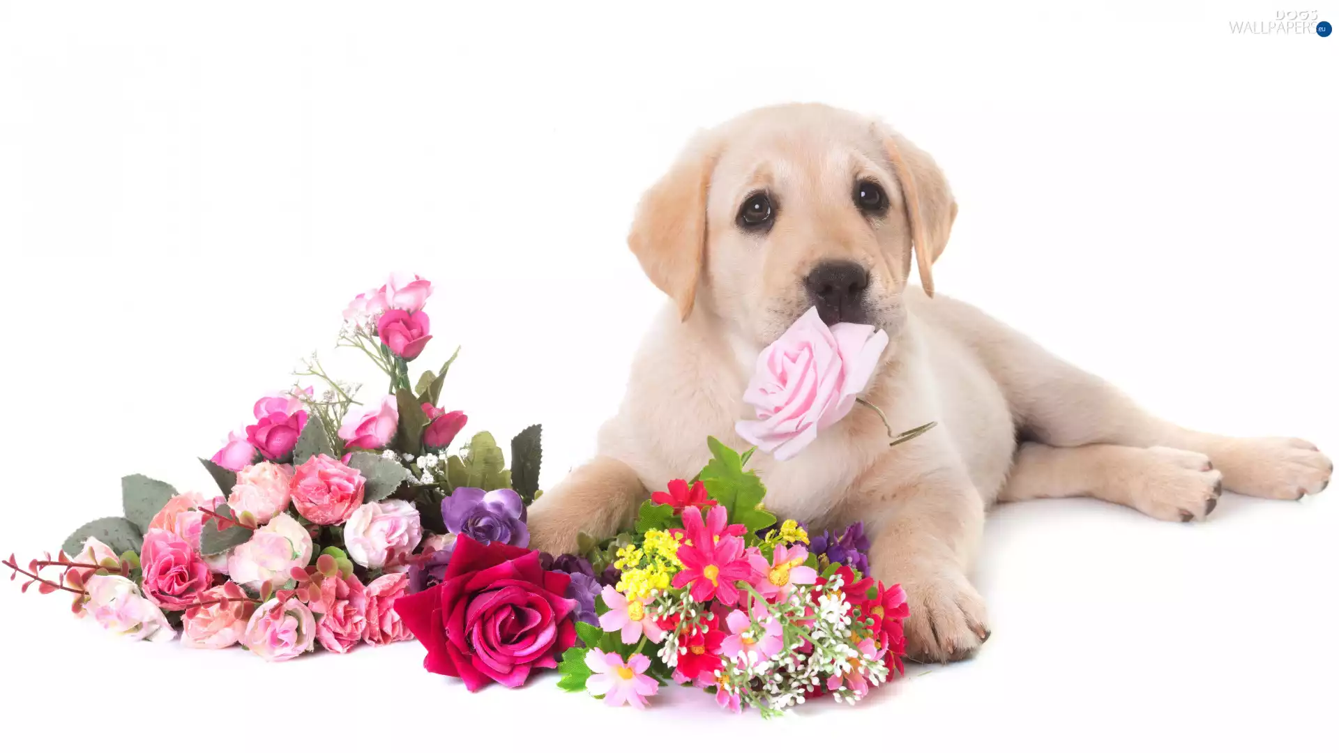 Flowers, Puppy, Labrador Retriever, dog