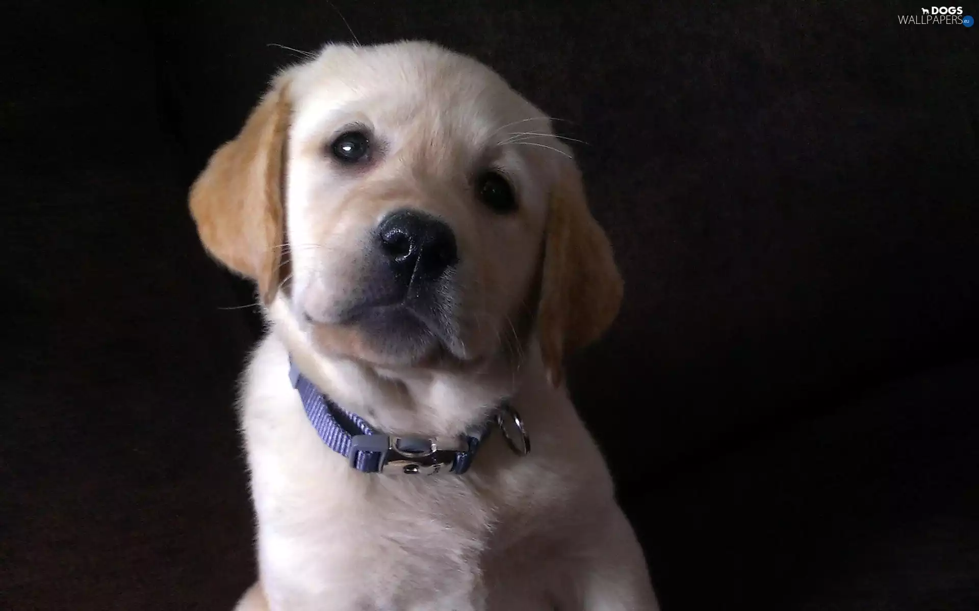 Puppy, dog, Labrador