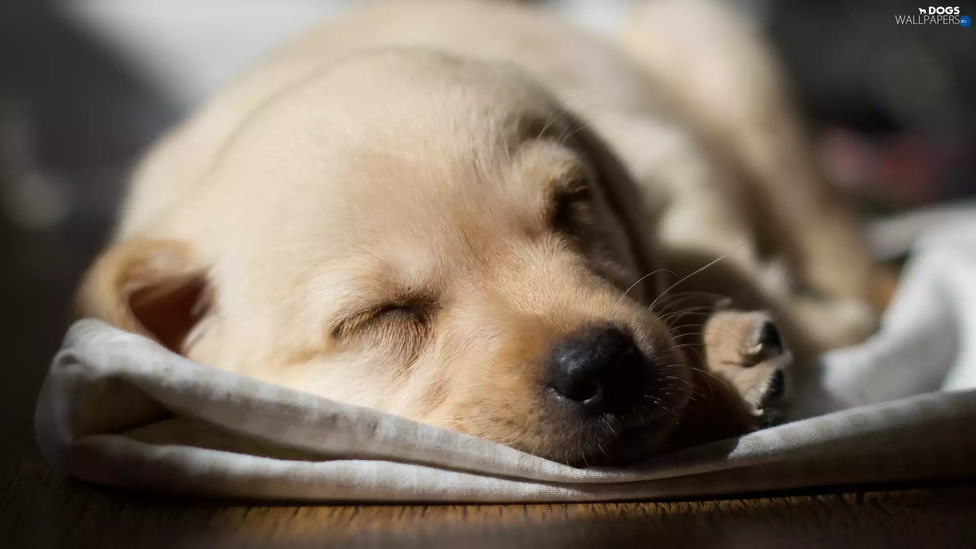 Labrador Retriever, sleepy, Puppy