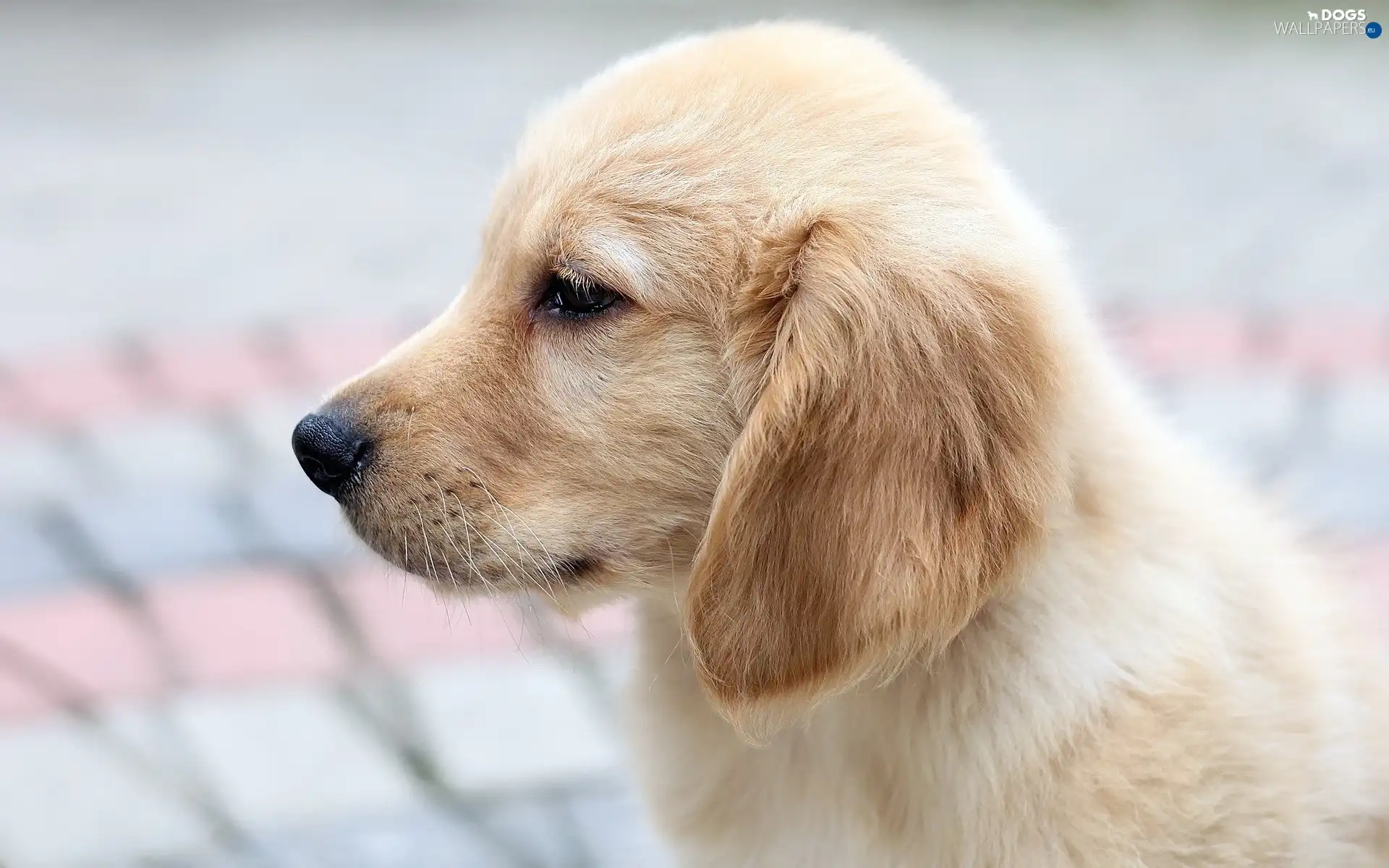 Puppy