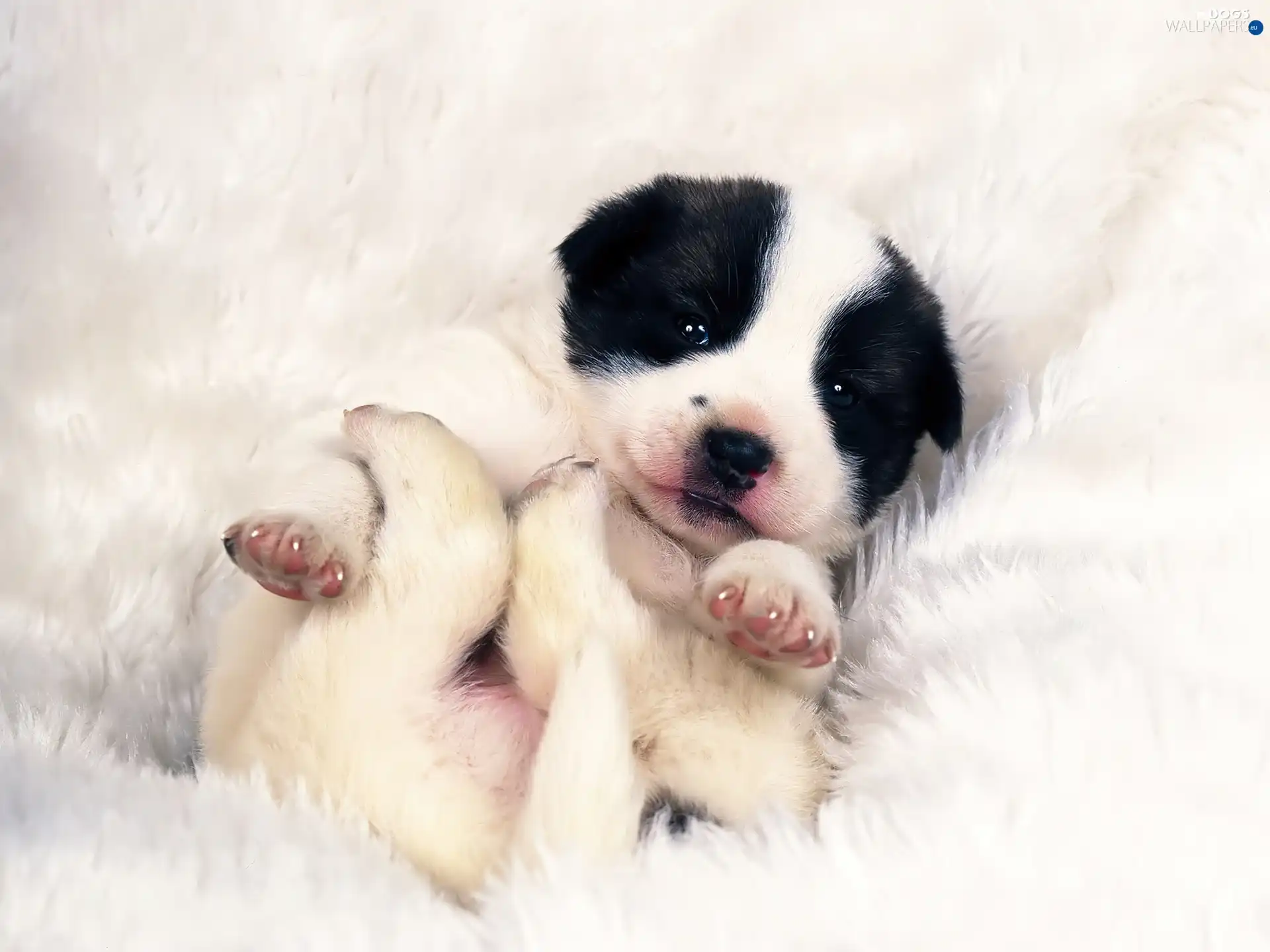 Puppy, Landseer