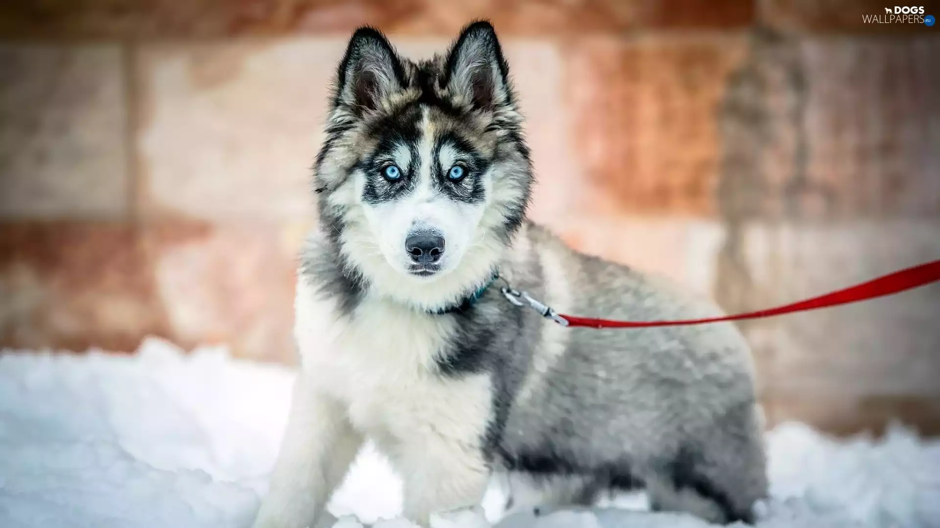 red hot, Leash, Puppy, Siberian Husky, dog
