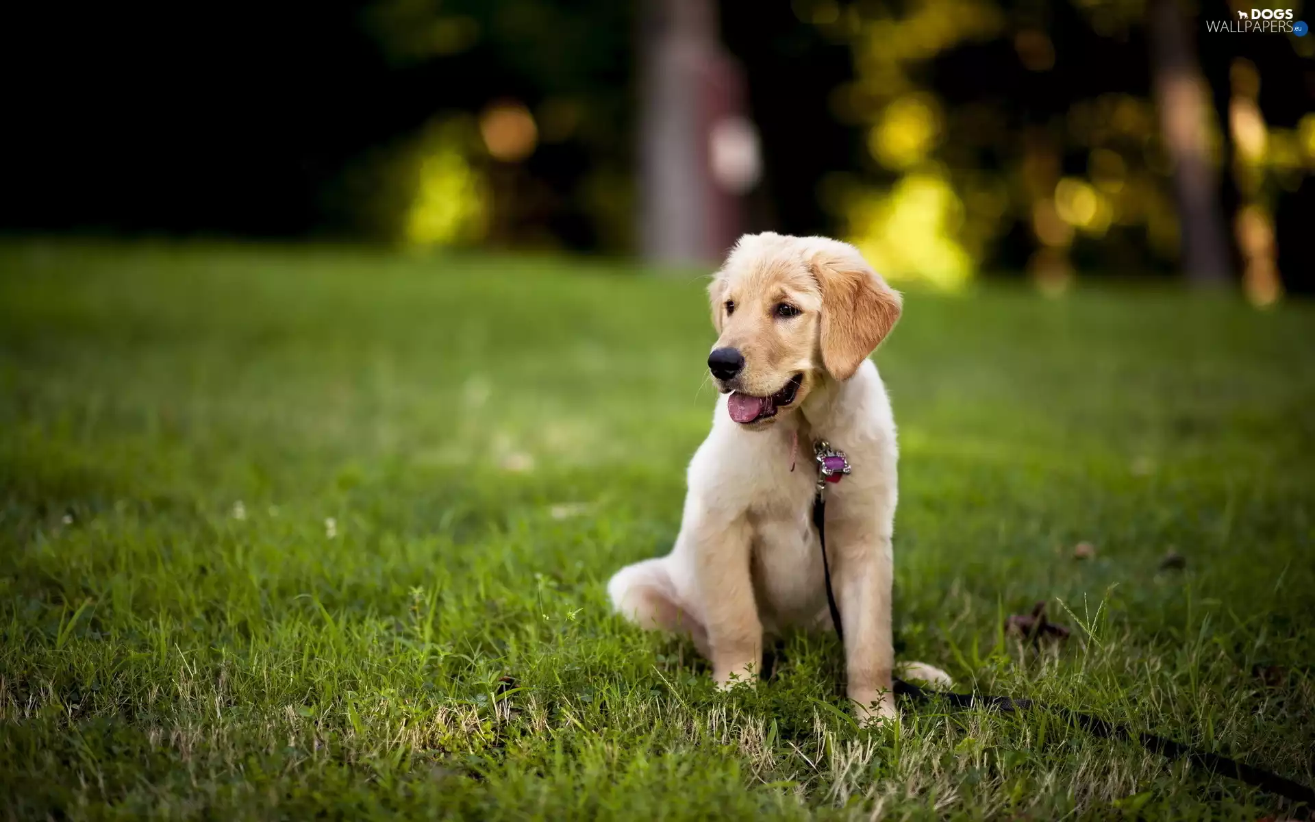 Leash, Golden Retriever, Puppy