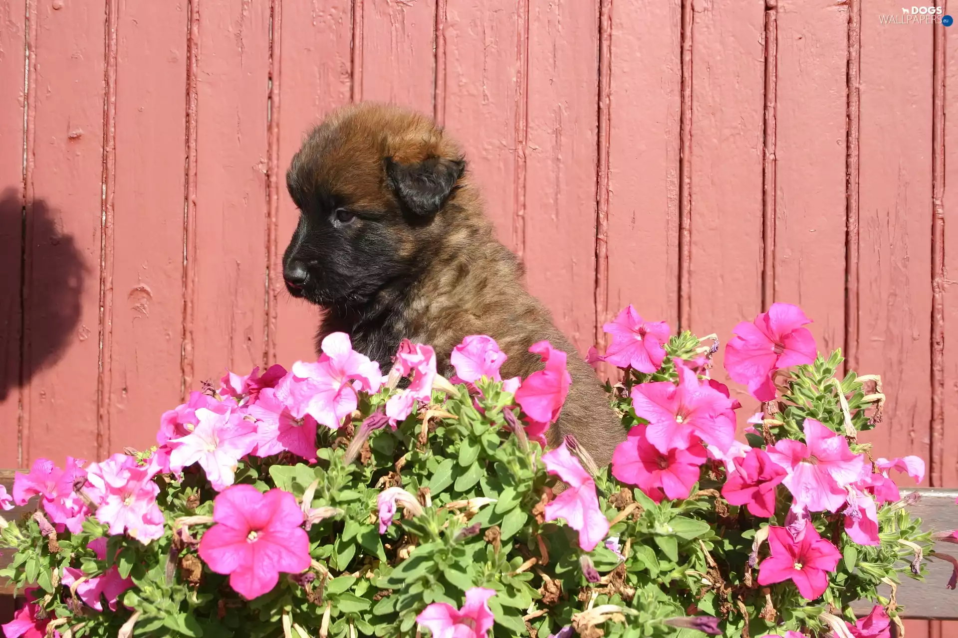 Puppy, Leonberger