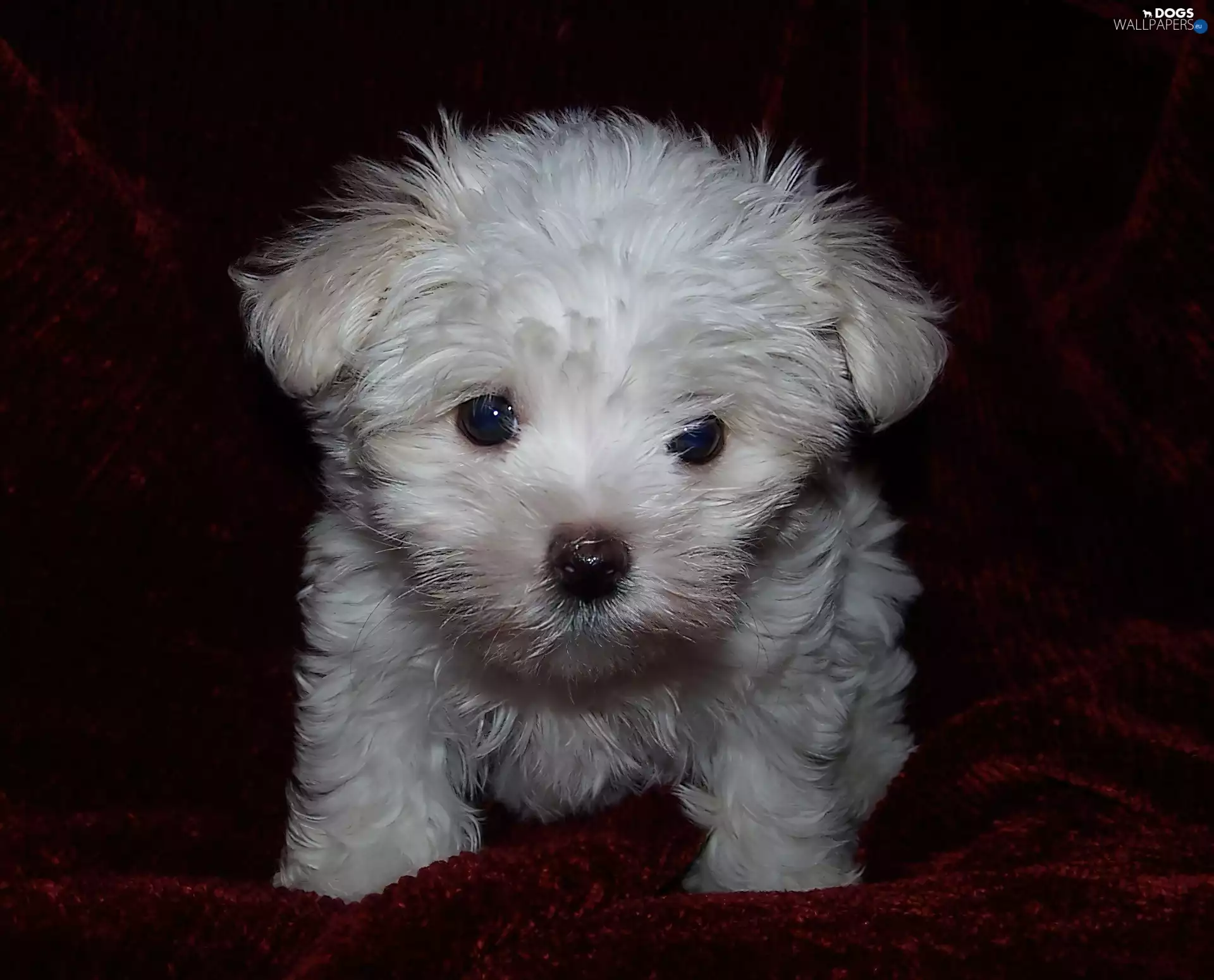 Puppy, Maltese, Maltese