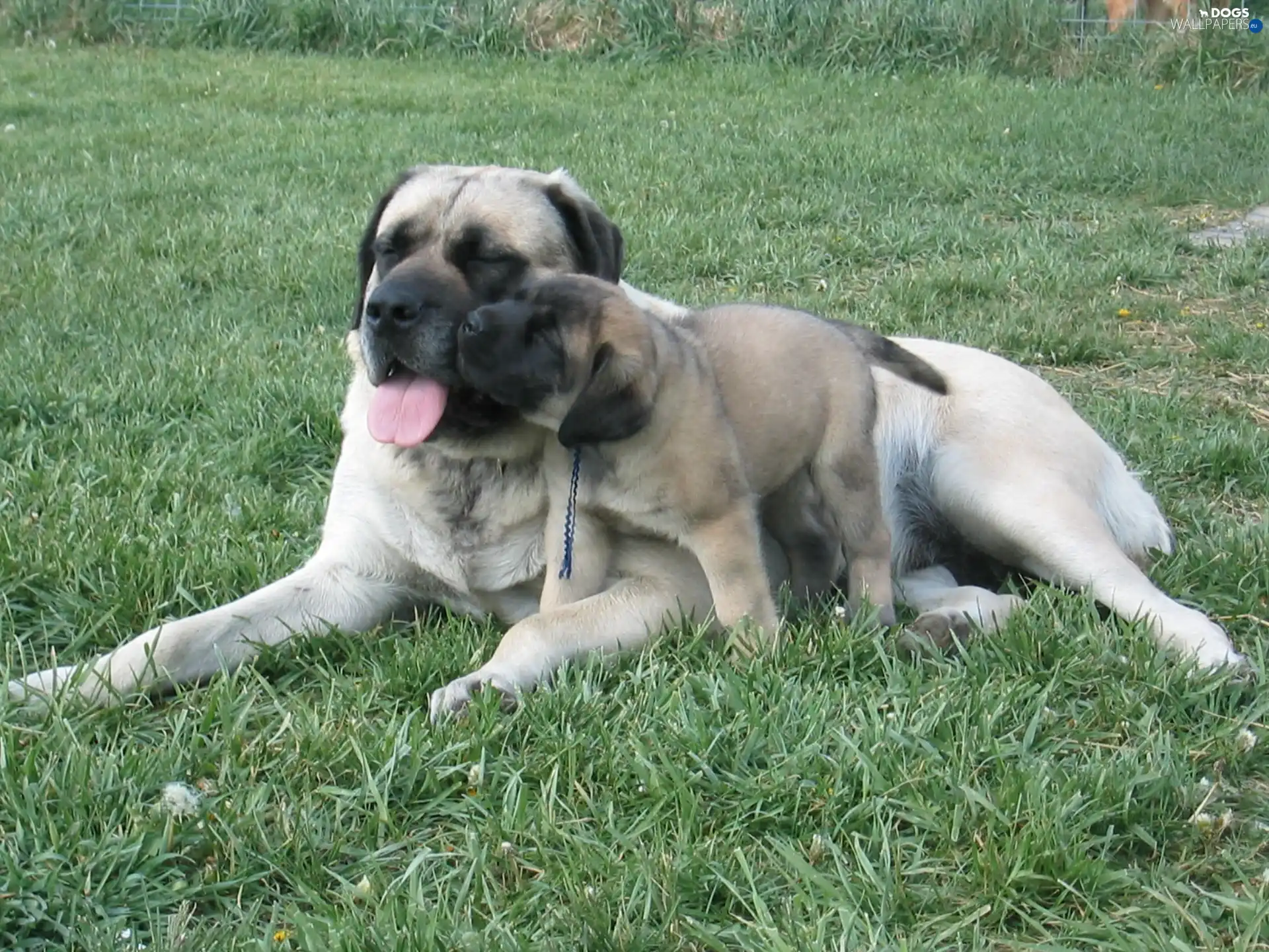 Puppy, English mastiff, bitch