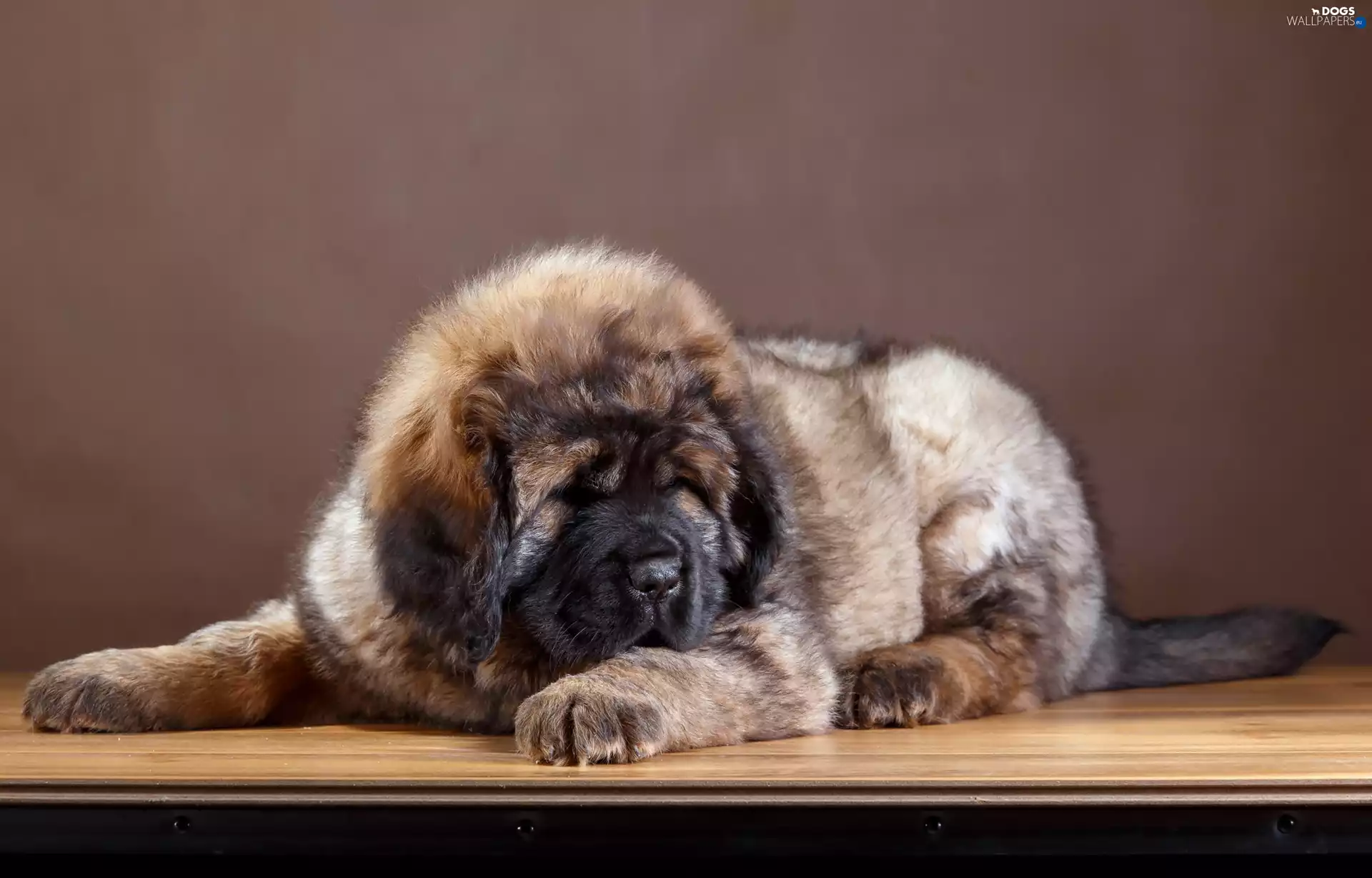 Puppy, Tibetan Mastiff