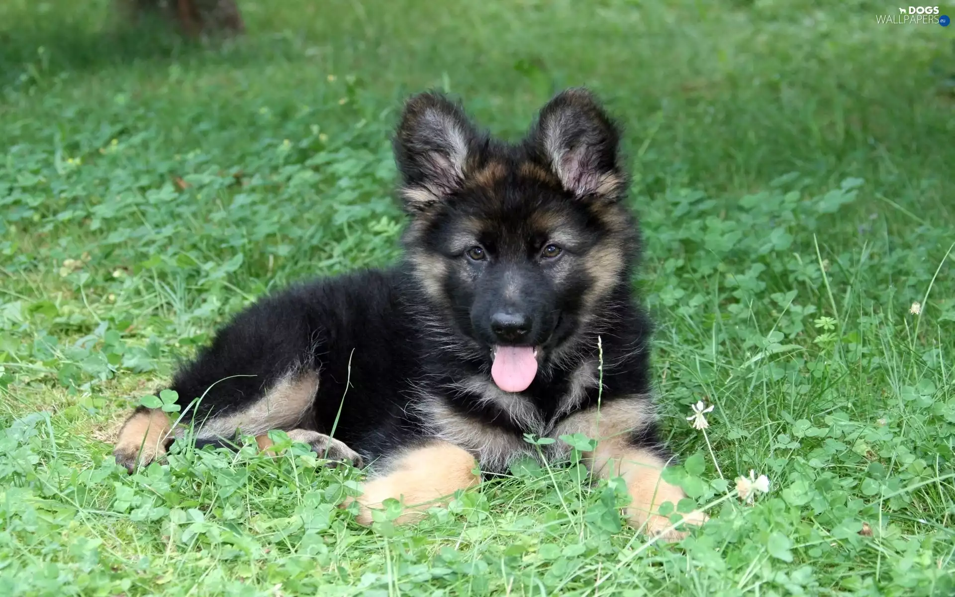 Meadow, Shepherd, German, Puppy