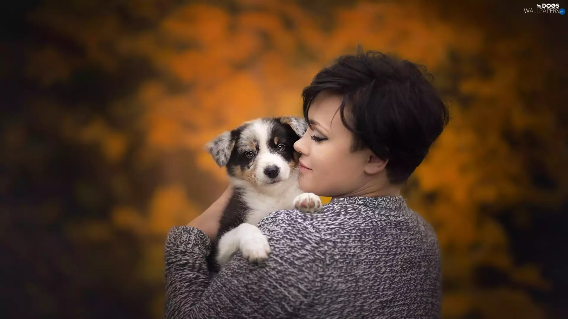 Chocolate tricolour merle, Women, Border Collie, coat, Puppy