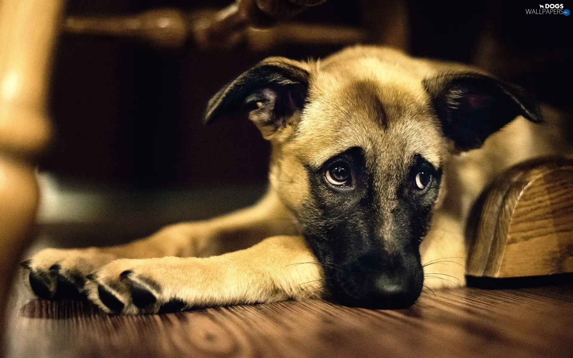 mongrel, Puppy, doggy