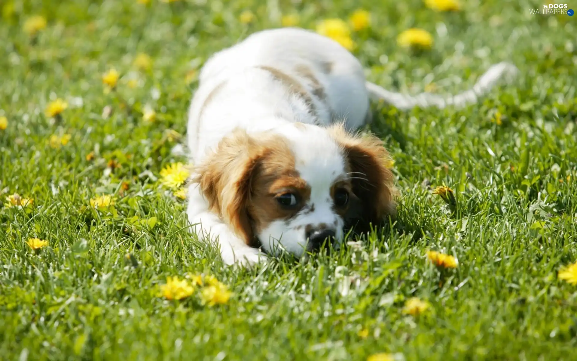 Puppy, pinto