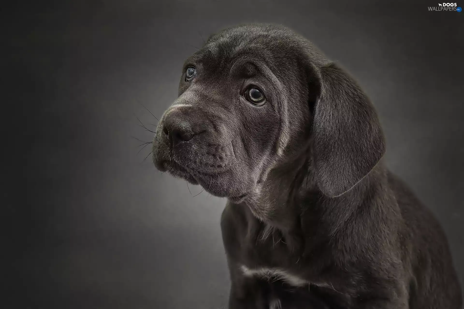 Puppy, portrait