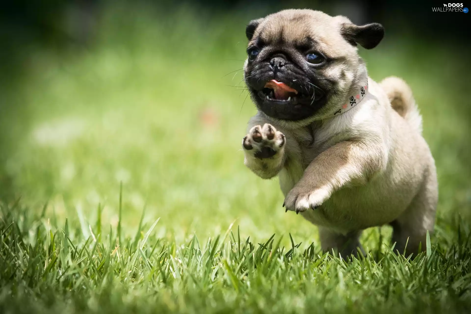 Puppy, grass, pug