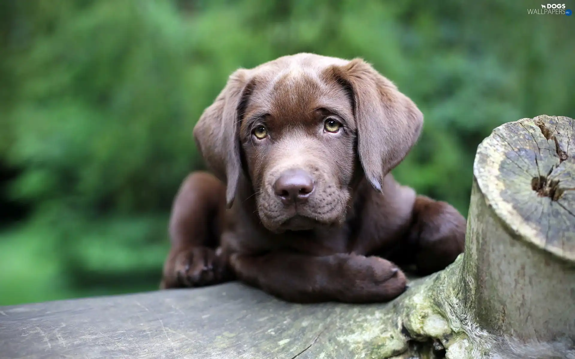 Puppy, retriever, Brown