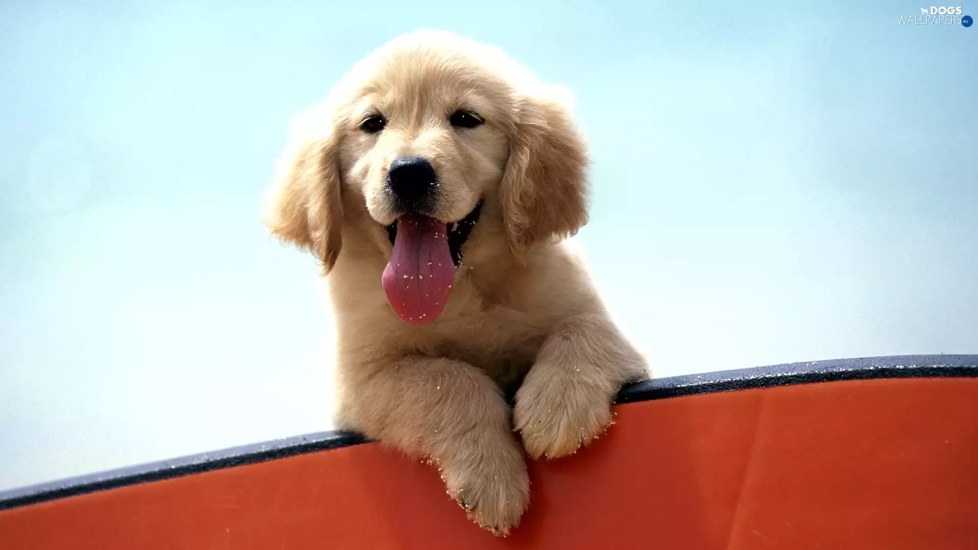 Puppy, Golden Retriever