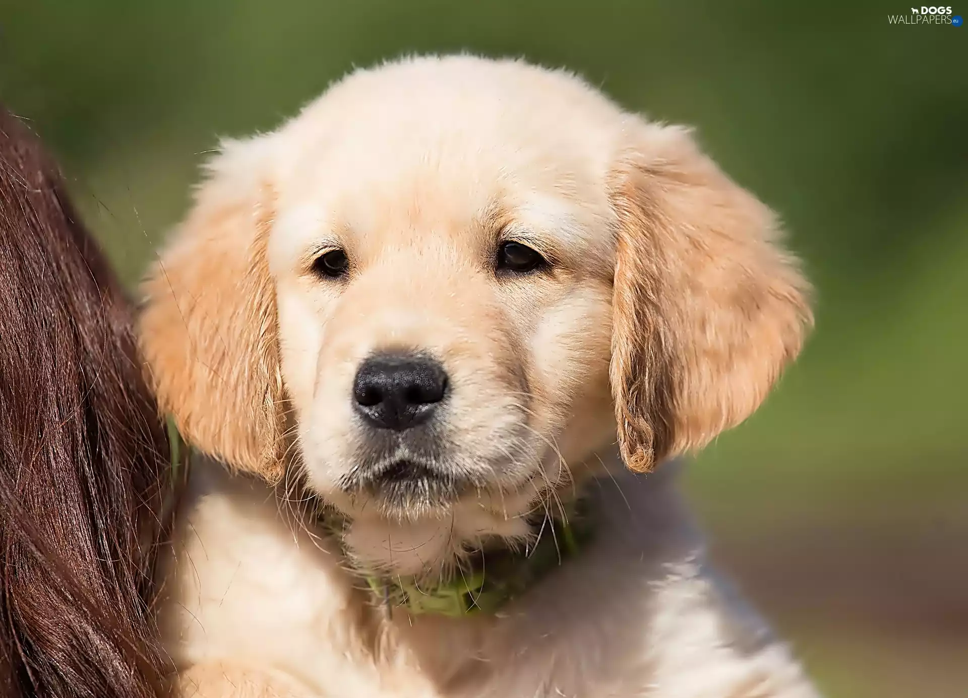 Puppy, golden, retriever