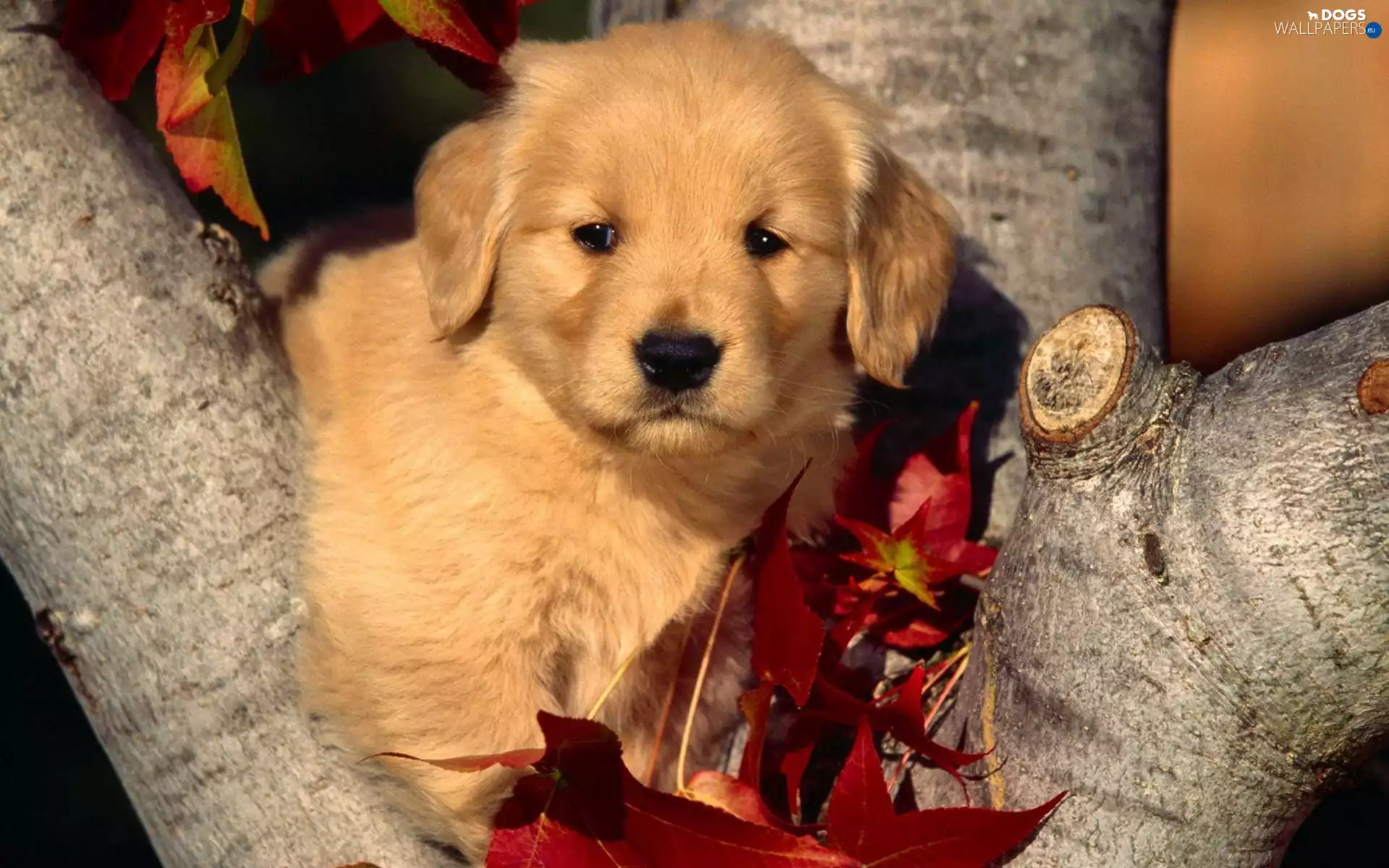 Puppy, Golden Retriever