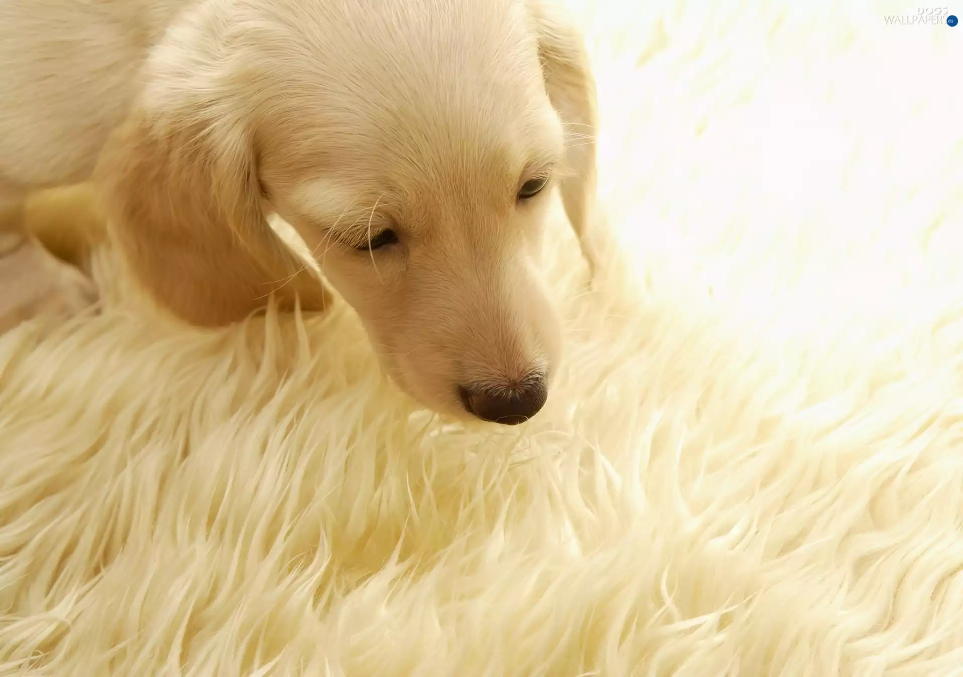 Puppy, Labrador, retriever