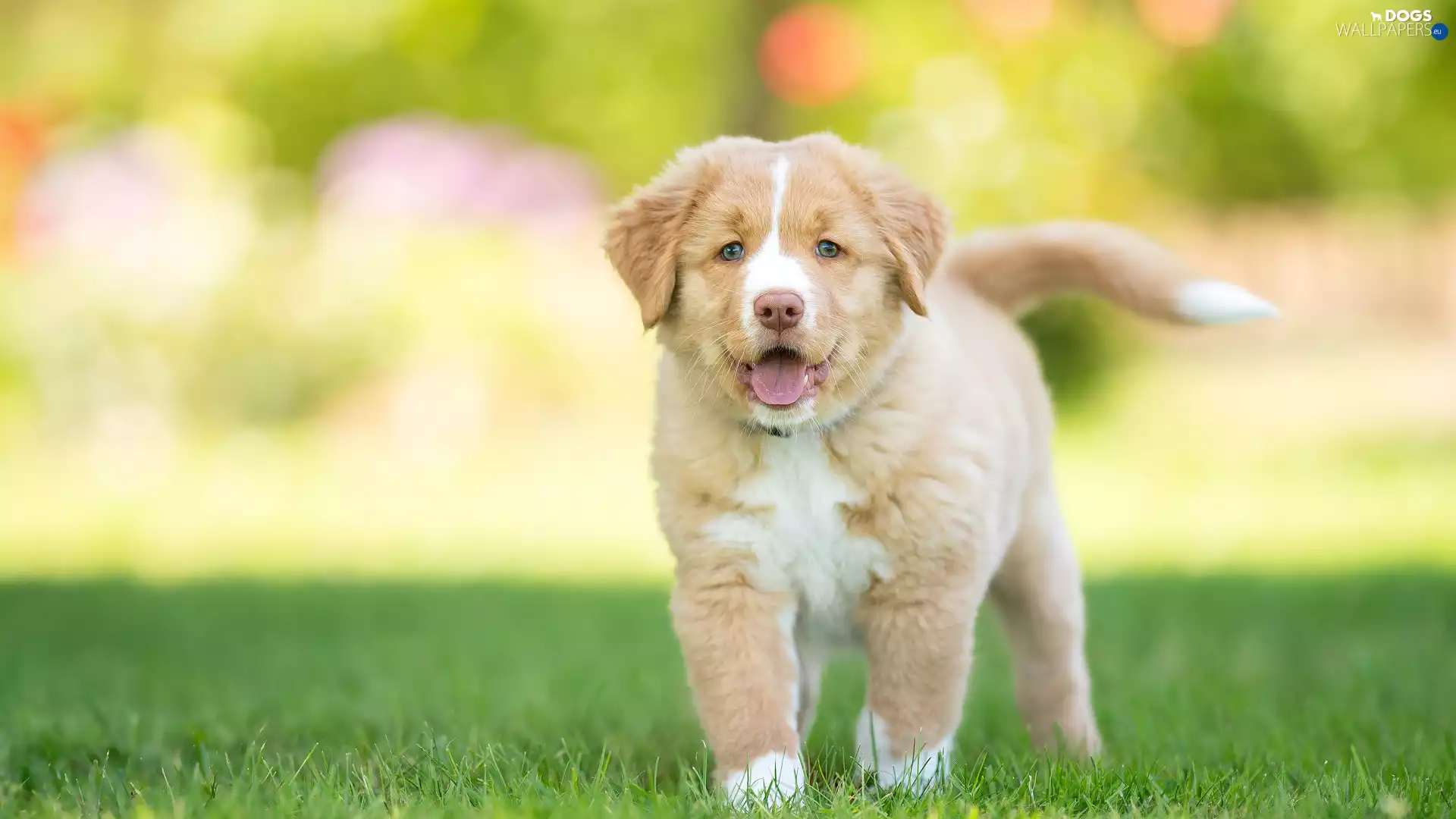 grass, Puppy, Retriever Nova Scotia