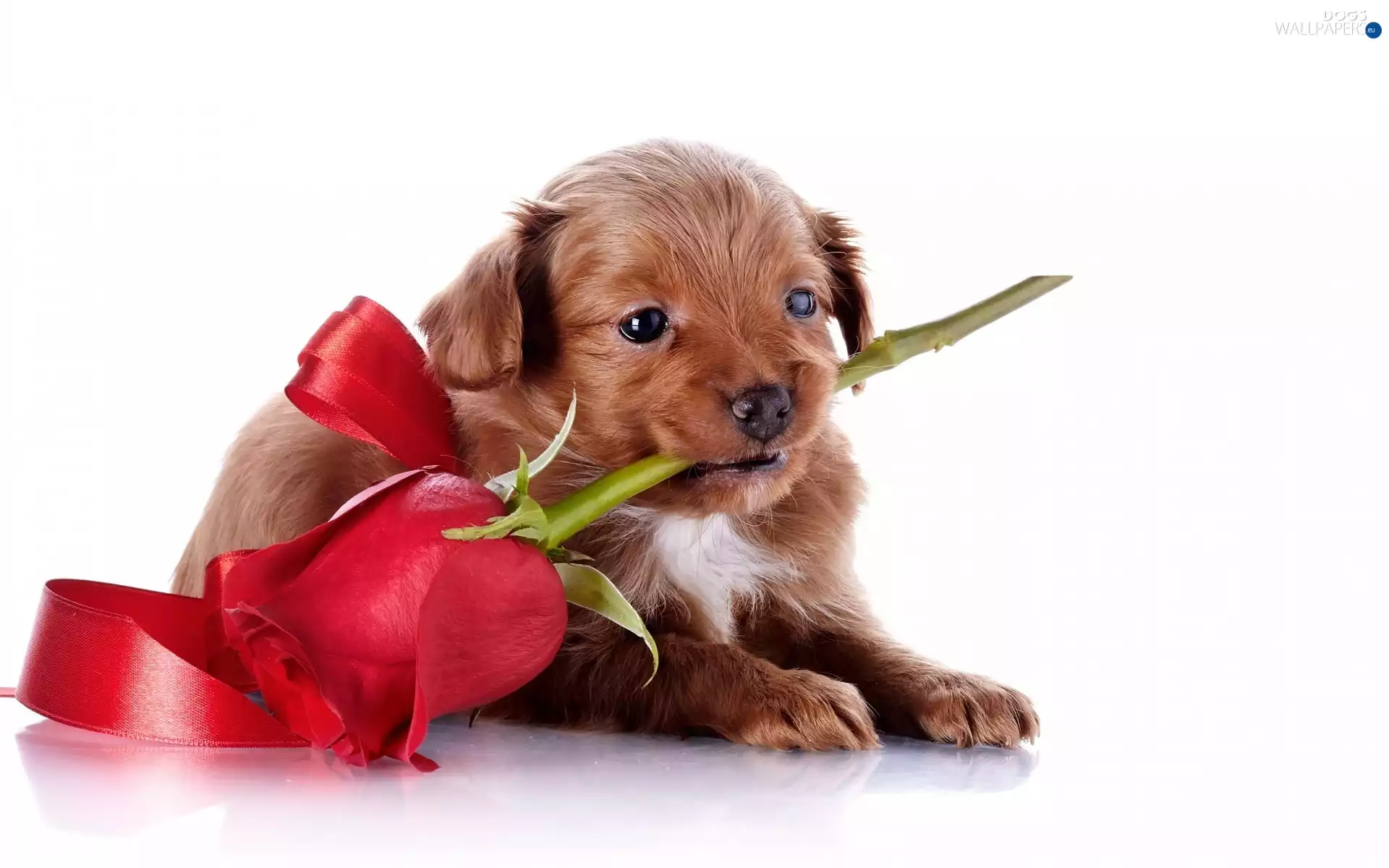 Puppy, rose