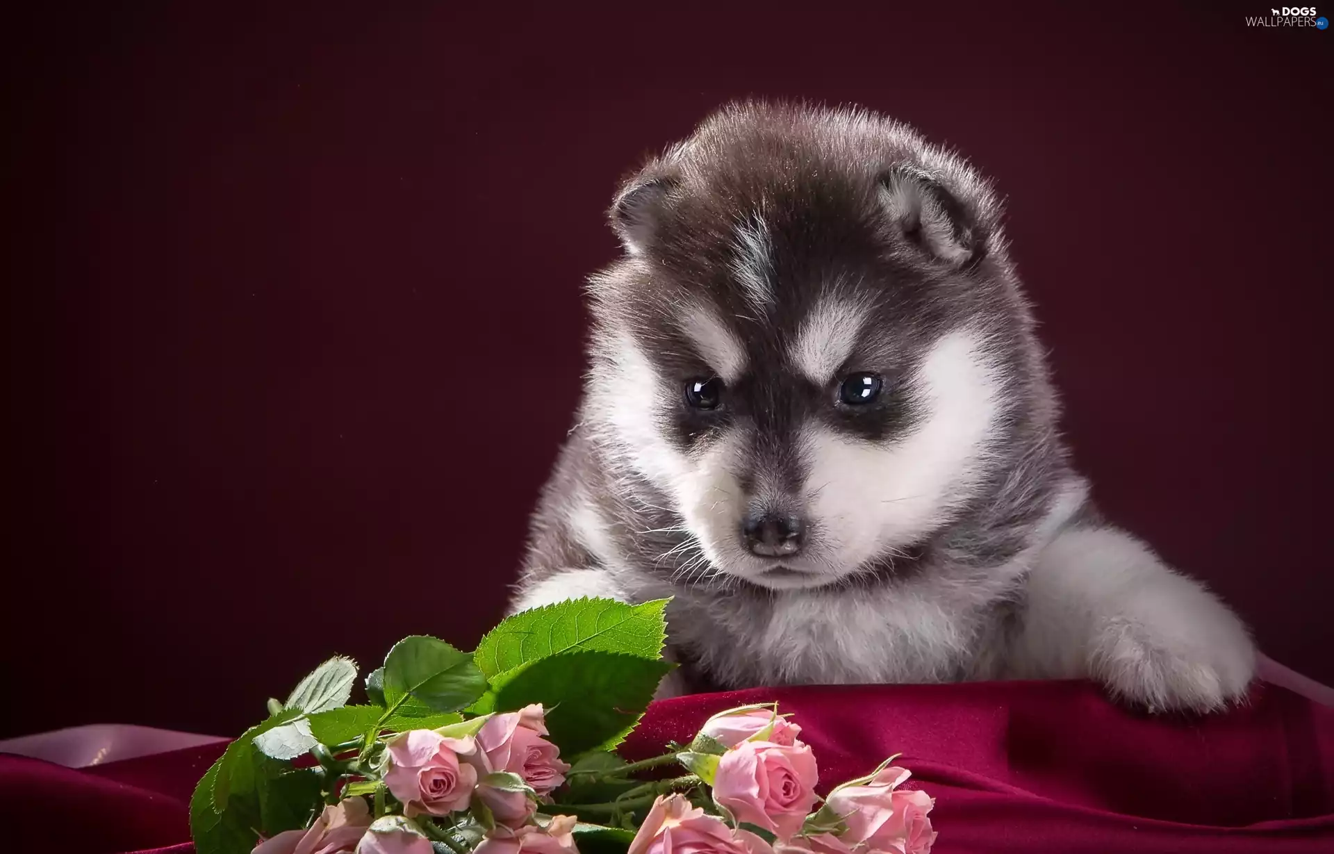 Puppy, roses