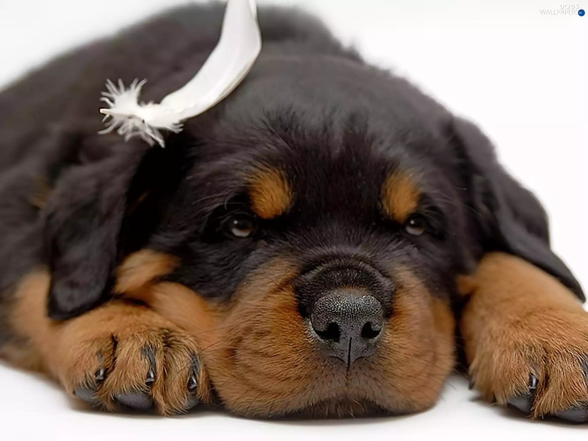 Puppy, Rottweiler