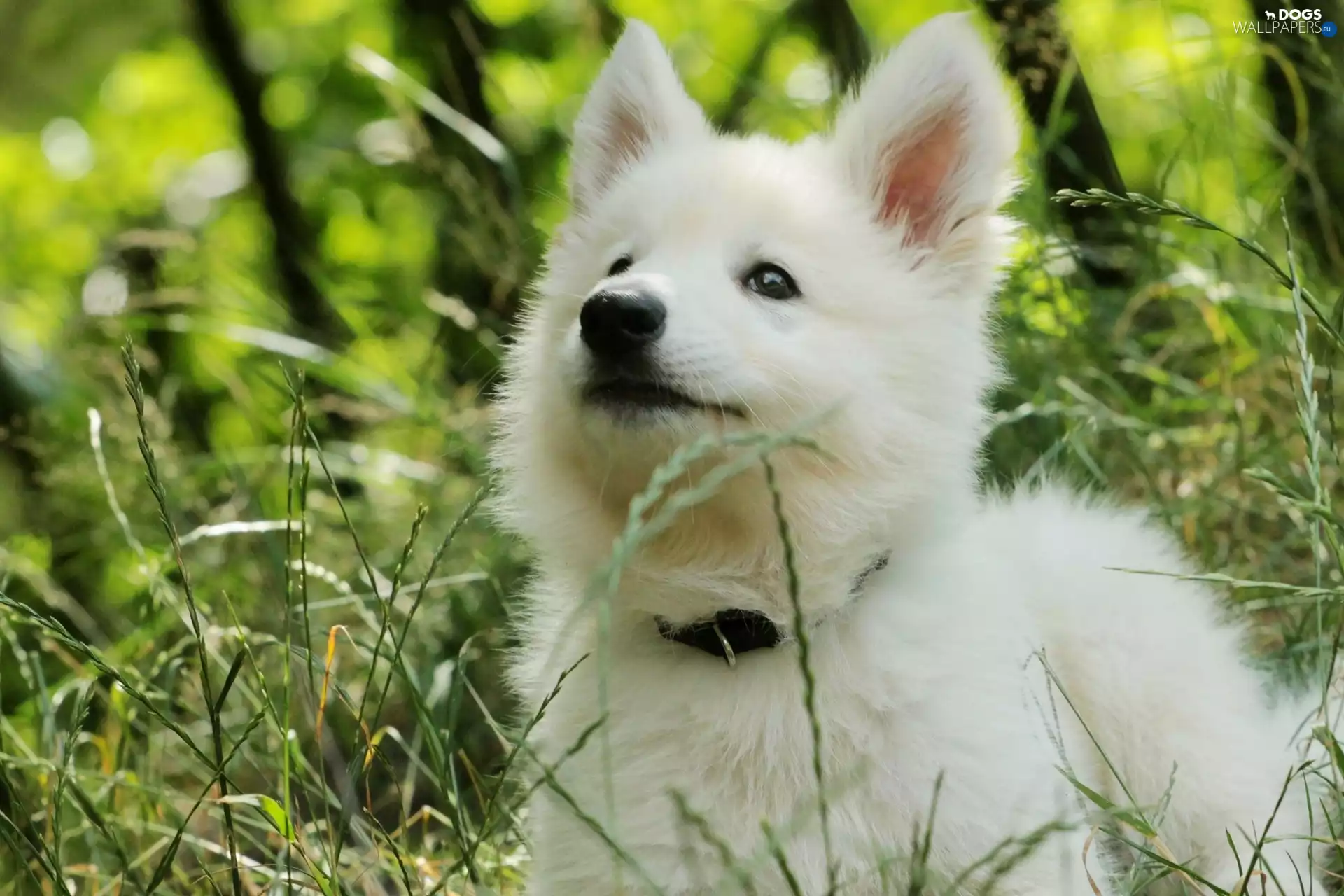 Samojed, Meadow, grass, Puppy